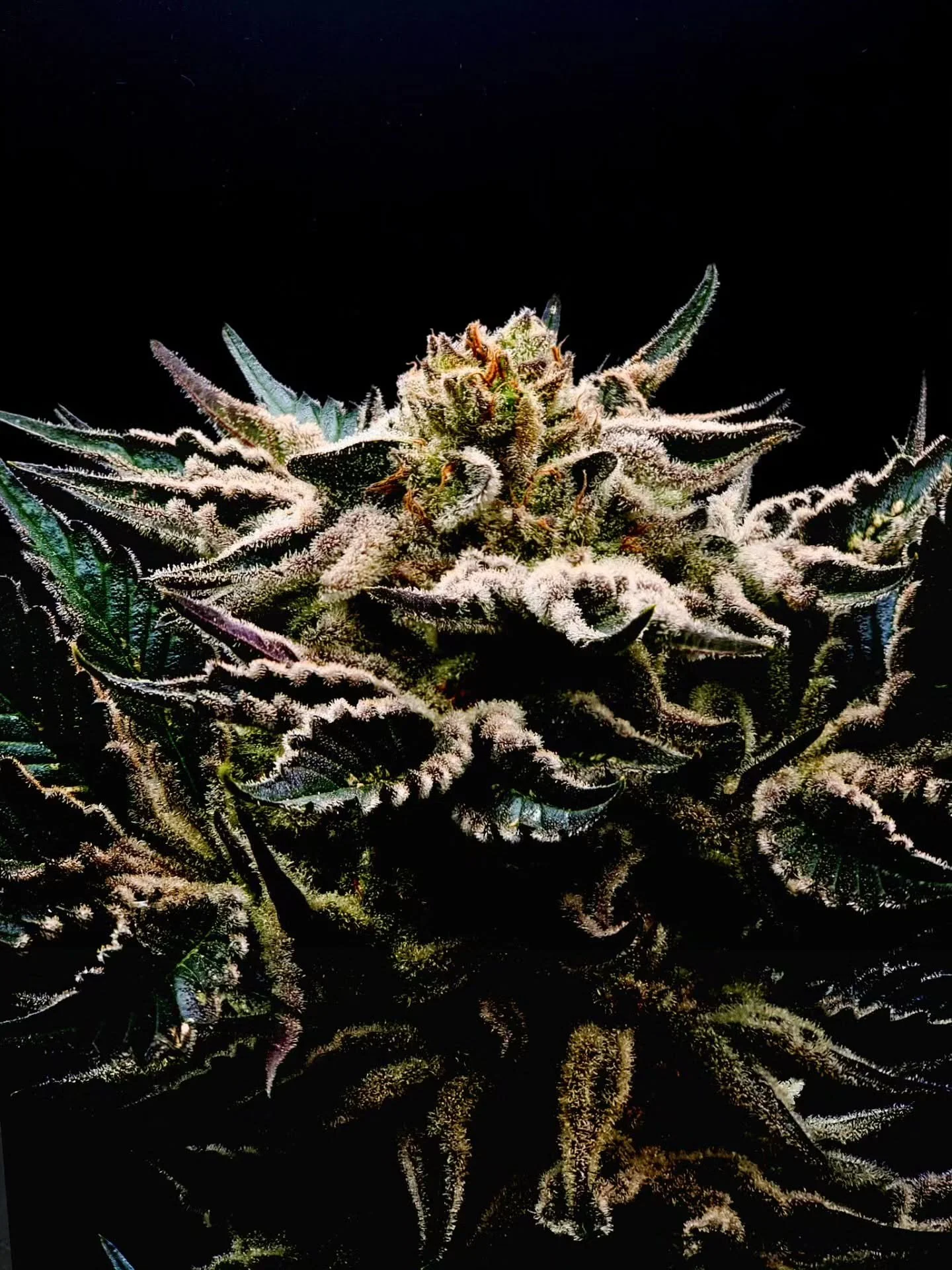 Strawberry Lemonade 🍓🍋
One of our flagship four at ARC Farms. Sweet berry and citrus notes with a balanced hybrid profile &mdash; 
clean, consistent, and grown under the Arizona sun.
This one sets the tone for what we&rsquo;re all about.

#ARCfarms