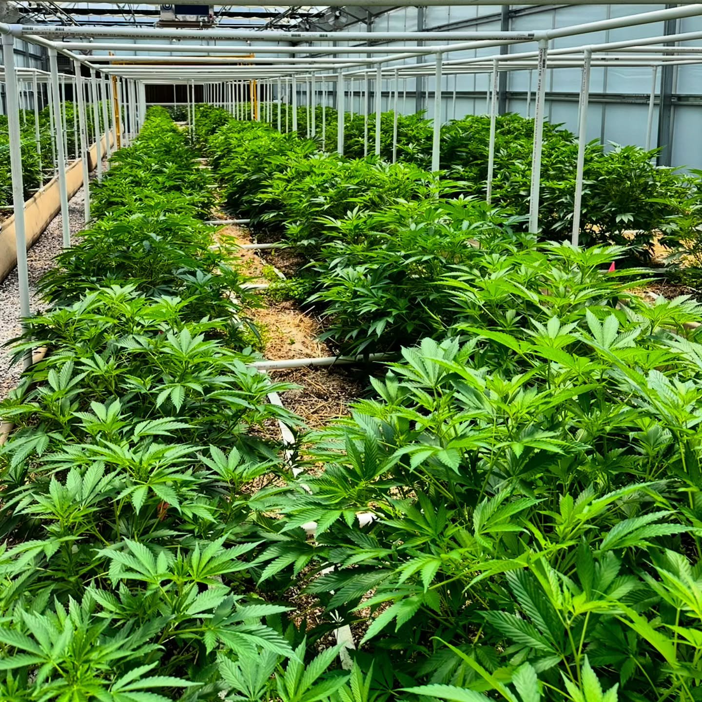 In veg we let nature and time do their thing 🌱 No pruning or defoliation &mdash; just patience and OMRI-listed organic foliar sprays to keep the plants clean and thriving.

#ARCfarms #CraftGrown #HighCBD #OrganicCannabis #AZgrown #LivingSoil #Regene