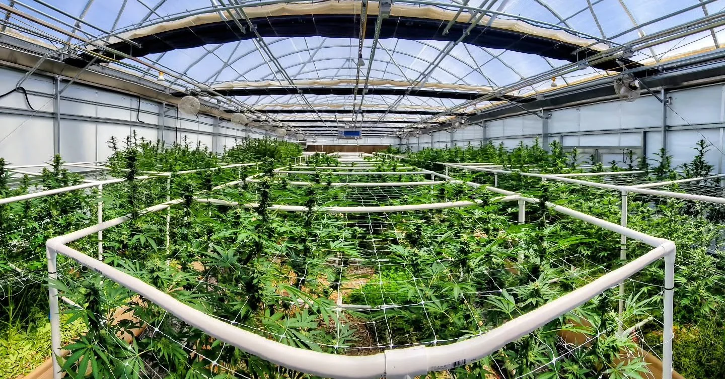 Happy, healthy plants basking in the desert sun ☀️🌱

#ARCfarms #ArizonaGrown #CraftCBD #RegenerativeFarming #CBDflower
#GreenhouseGrown #ArizonaCannabis