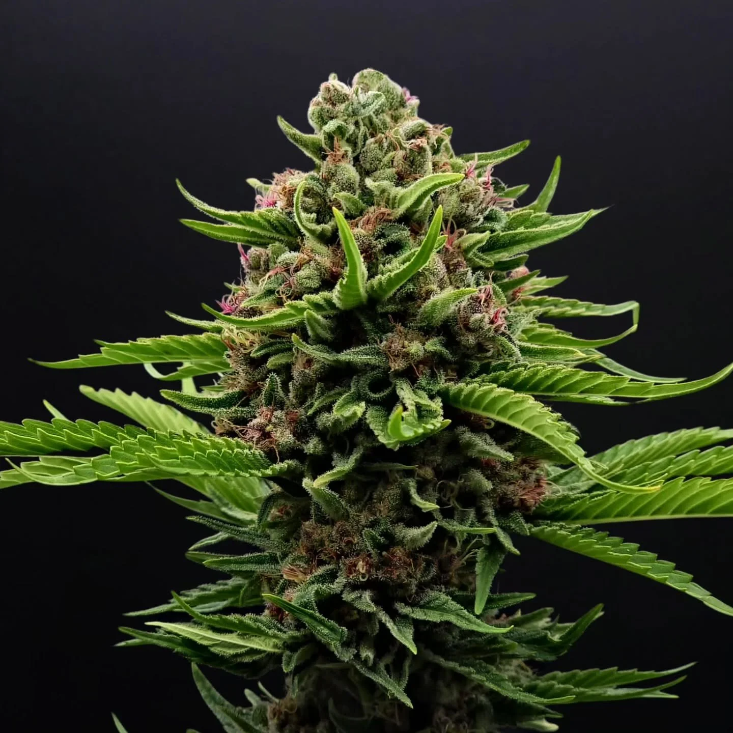 🍹'Daiquiri Factory' 🍋&zwj;🟩
One of our Flagship Four 🌴
Bright and tropical, this strain carries a punchy mix of citrus zest and ripe fruit, with subtle floral undertones.

#ARCfarms #ArizonaGrown #CBDFlower #CraftCBD #RegenerativeFarming #Tucson 