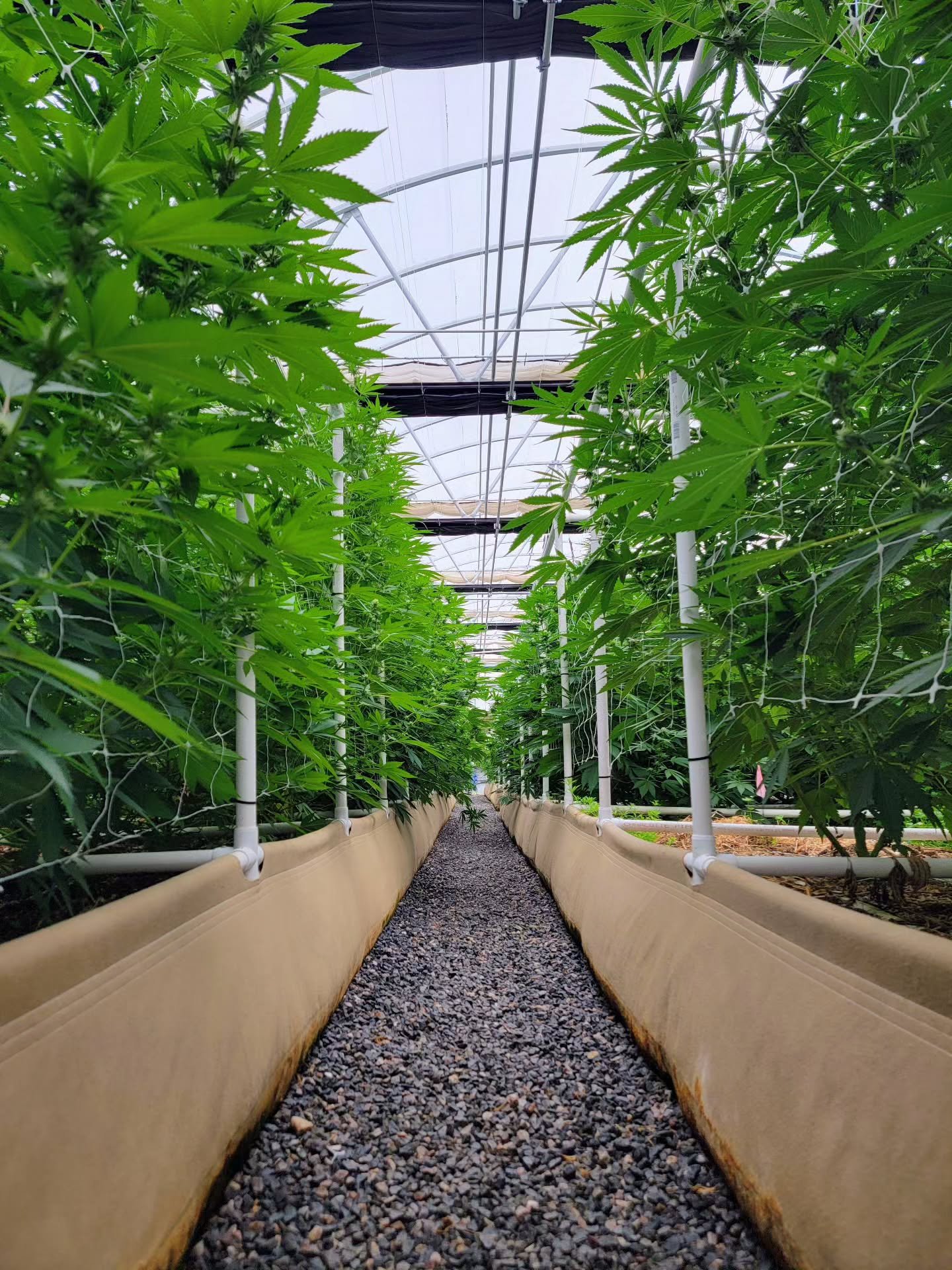 🌿 Our regenerative approach means healthier plants, richer soil, and craft-quality flower you can trust 🌵

#ARCfarms #ArizonaGrown #CraftCBD #RegenerativeFarming #CBDflower
#GreenhouseGrown #ArizonaCannabis