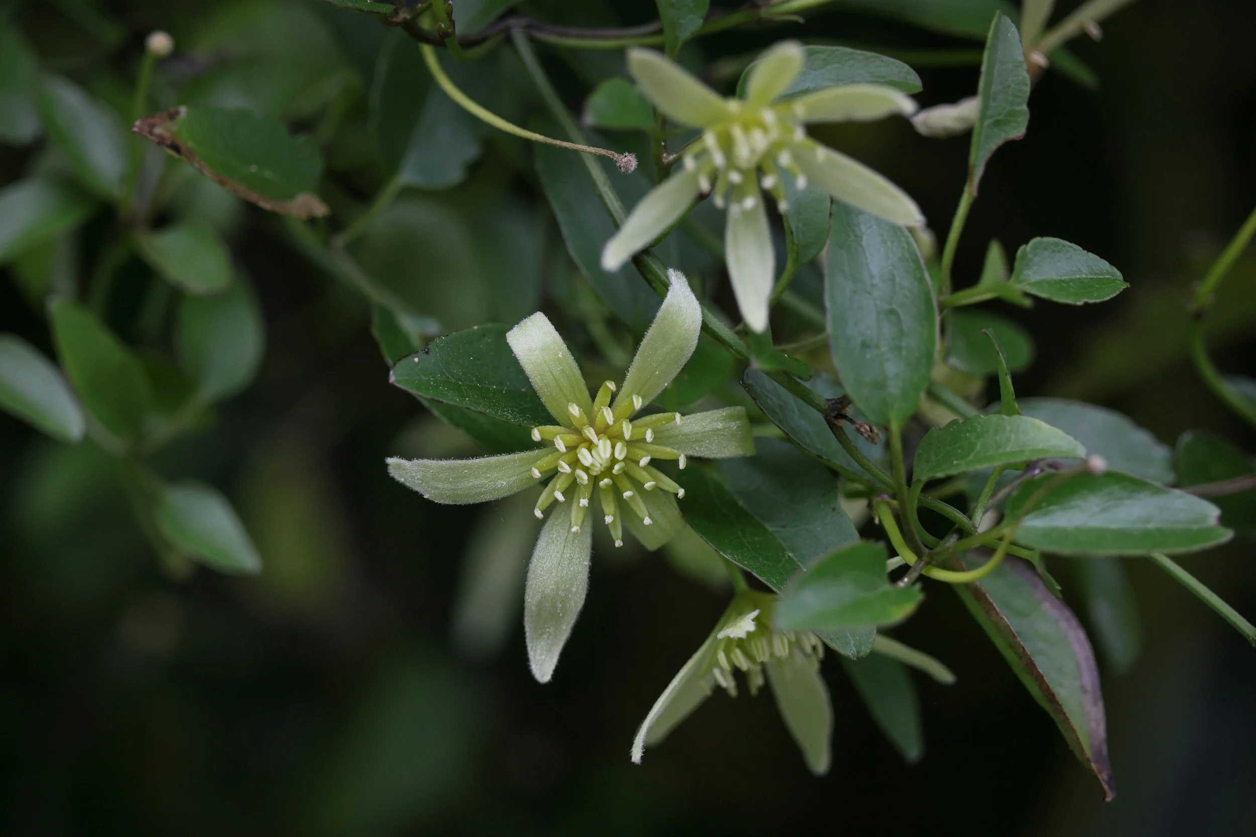 Close-up of a green flower with multiple petals and small white stamens surrounded by green leaves.