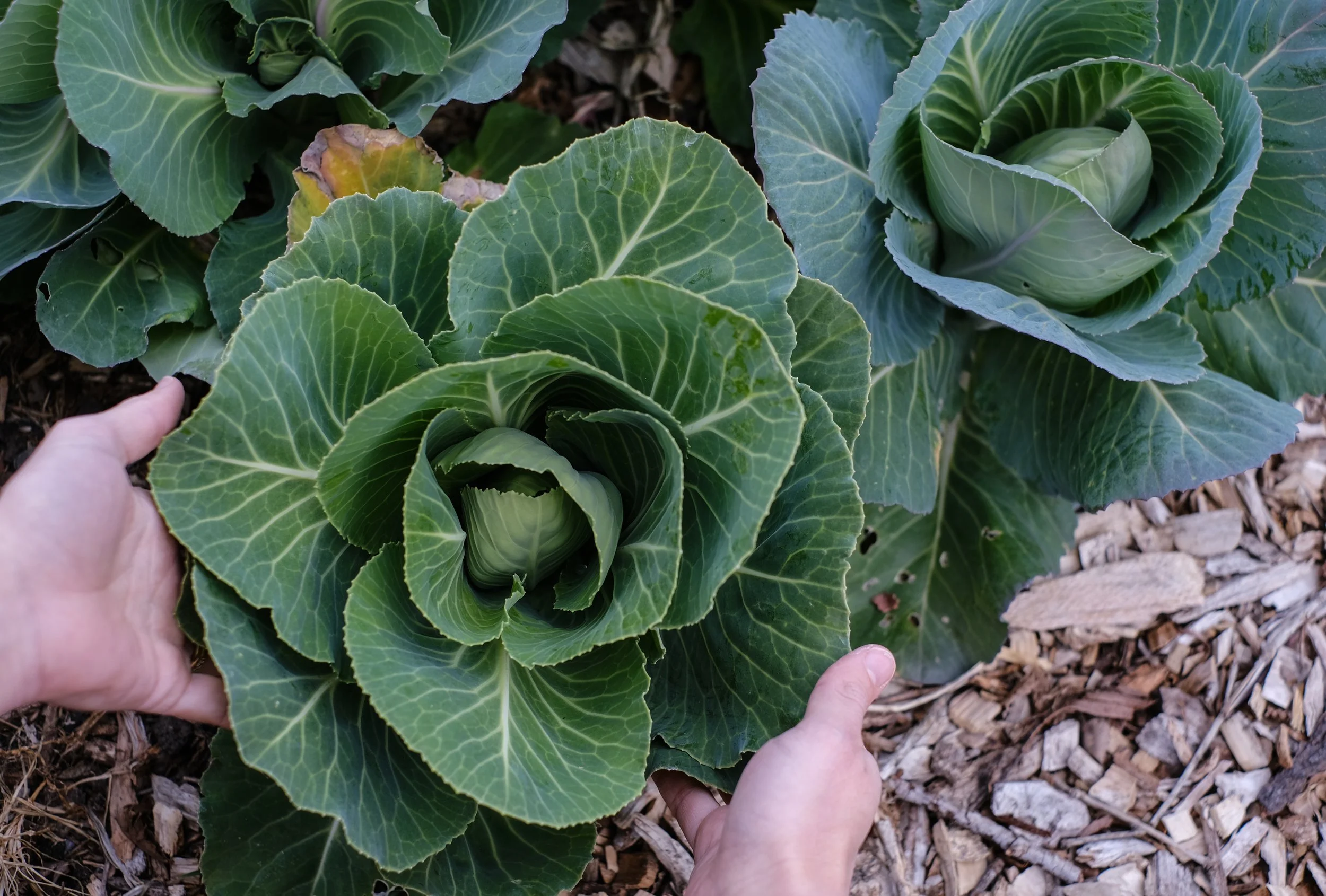 Close-up of headlettuce plants growing in a garden, with a person’s hands handling one of the plants.