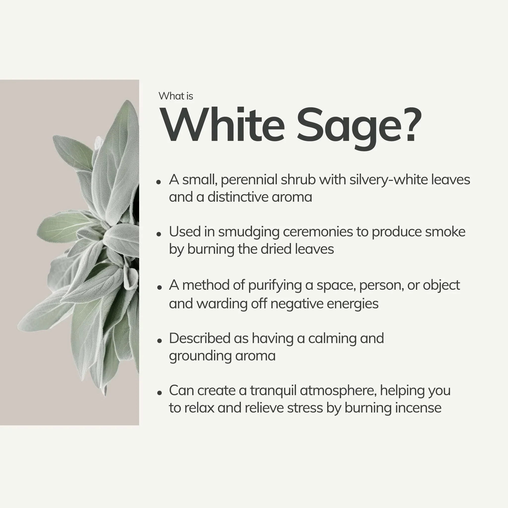 Organic White Sage4.webp