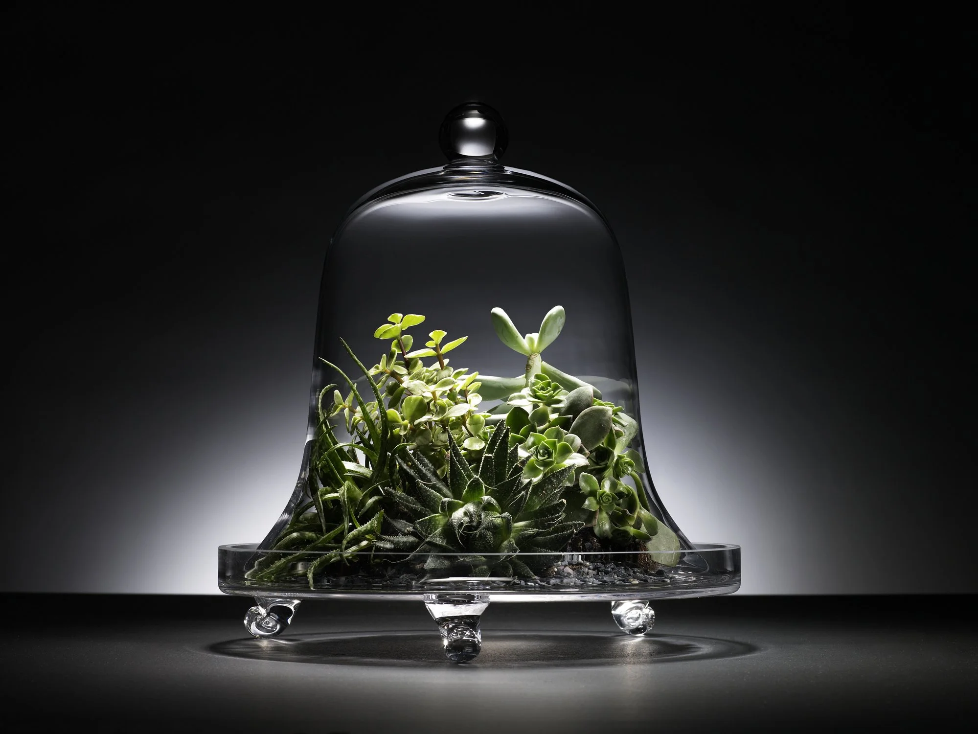 Glass cloche containing various green succulent plants on a gray surface, with a dark gradient background.