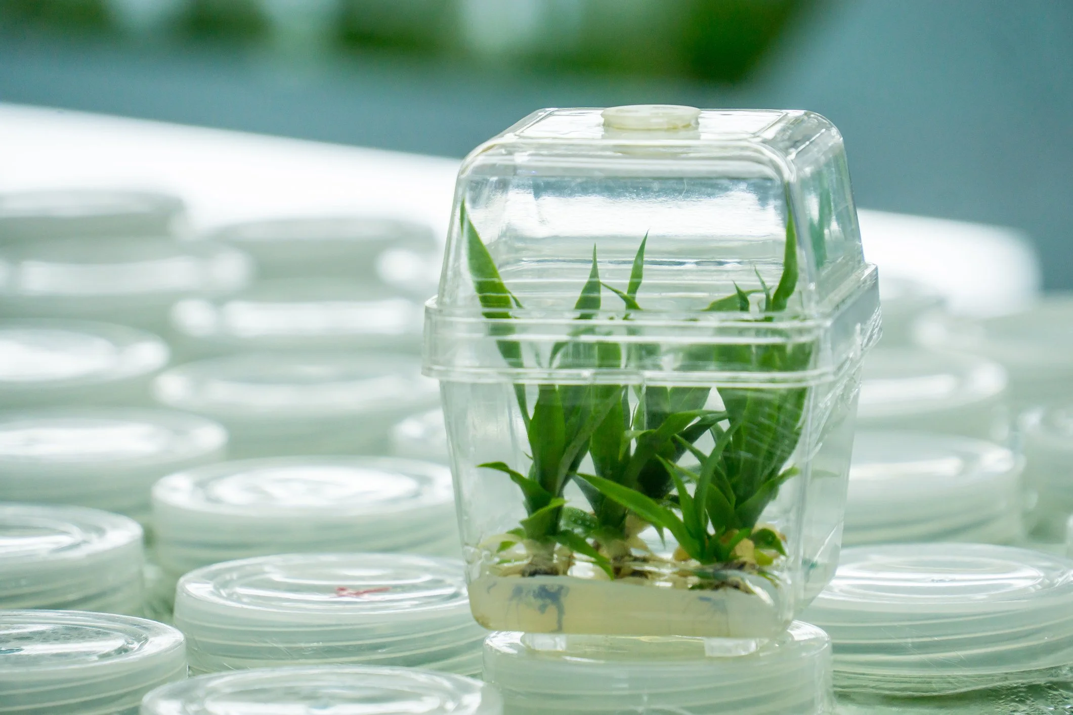 A small plant in a clear plastic container with water, placed on top of many stacked white containers.