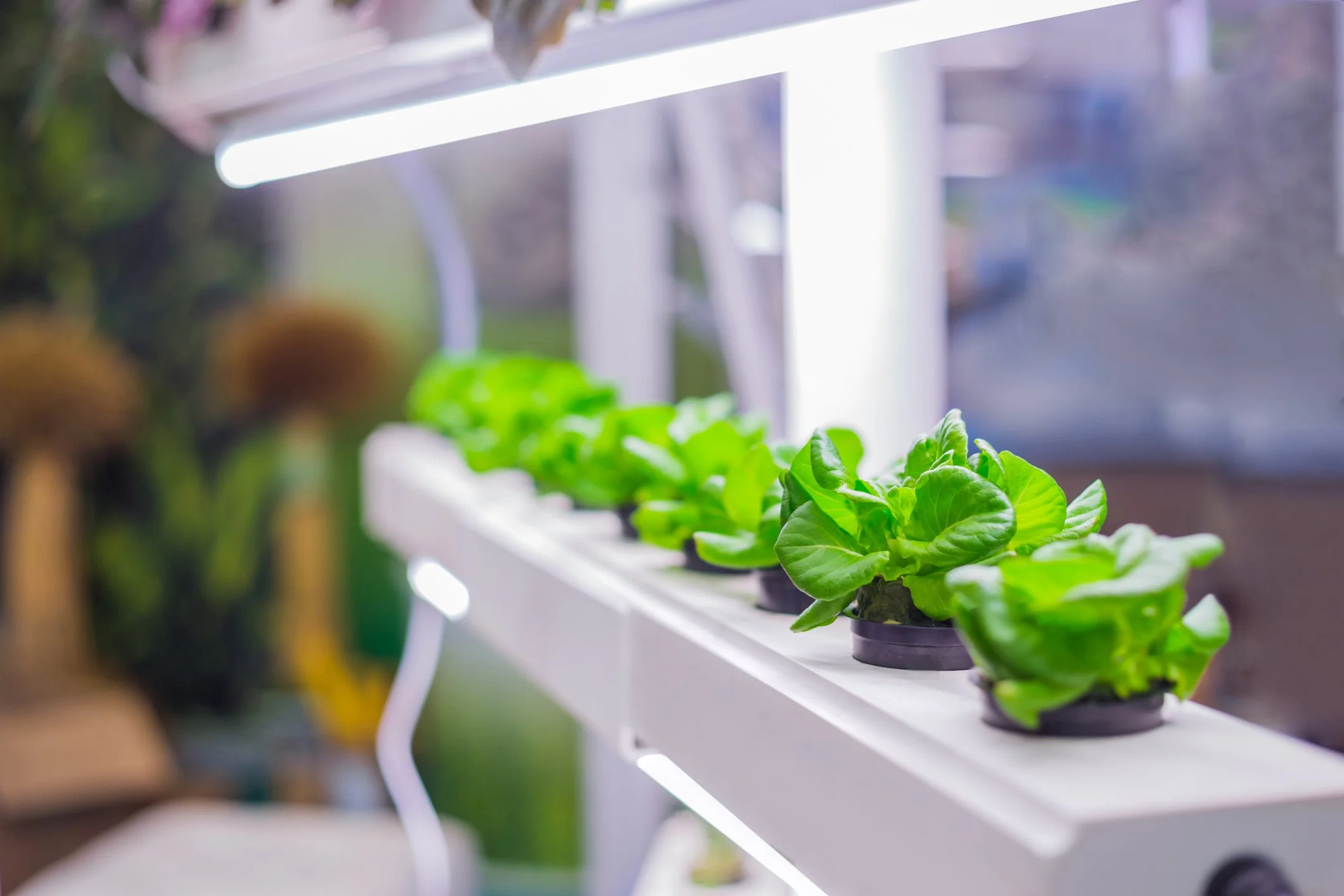 Row of small potted green lettuce plants under grow lights on a white shelf.