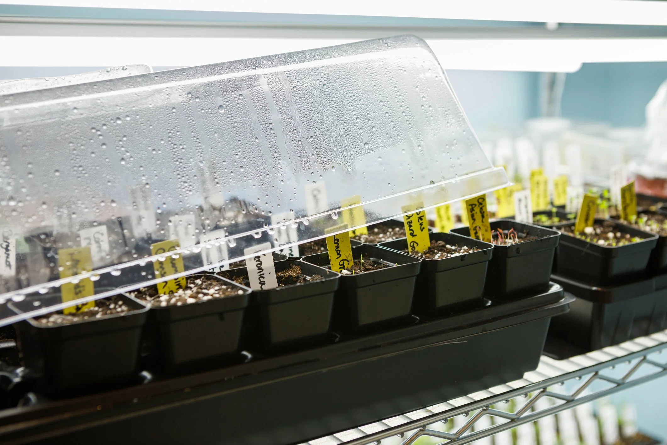 Seedlings growing in small black pots under a clear plastic cover on a metal shelf.