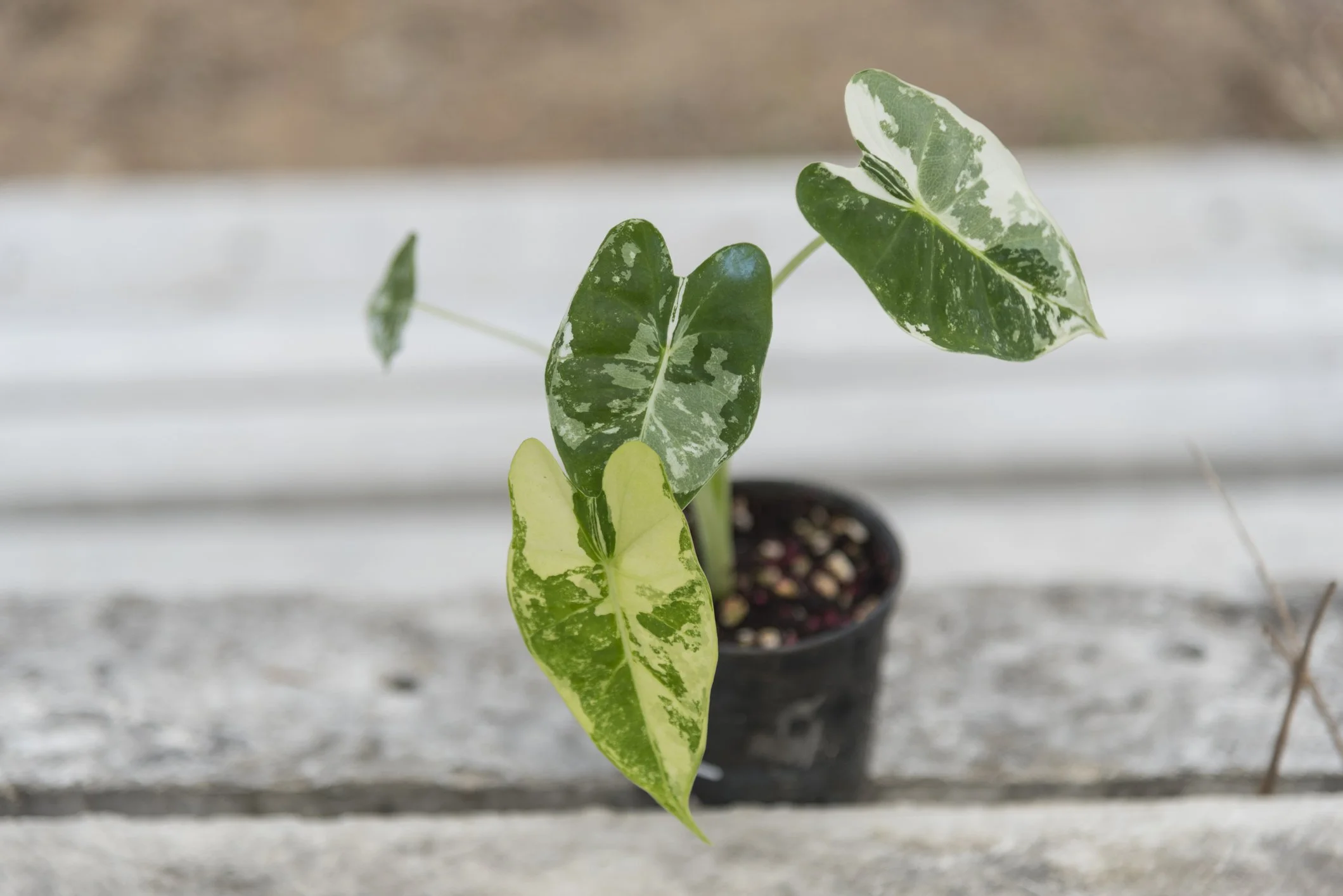 A small potted variegated pothos plant with green and yellow leaves on a wooden surface.