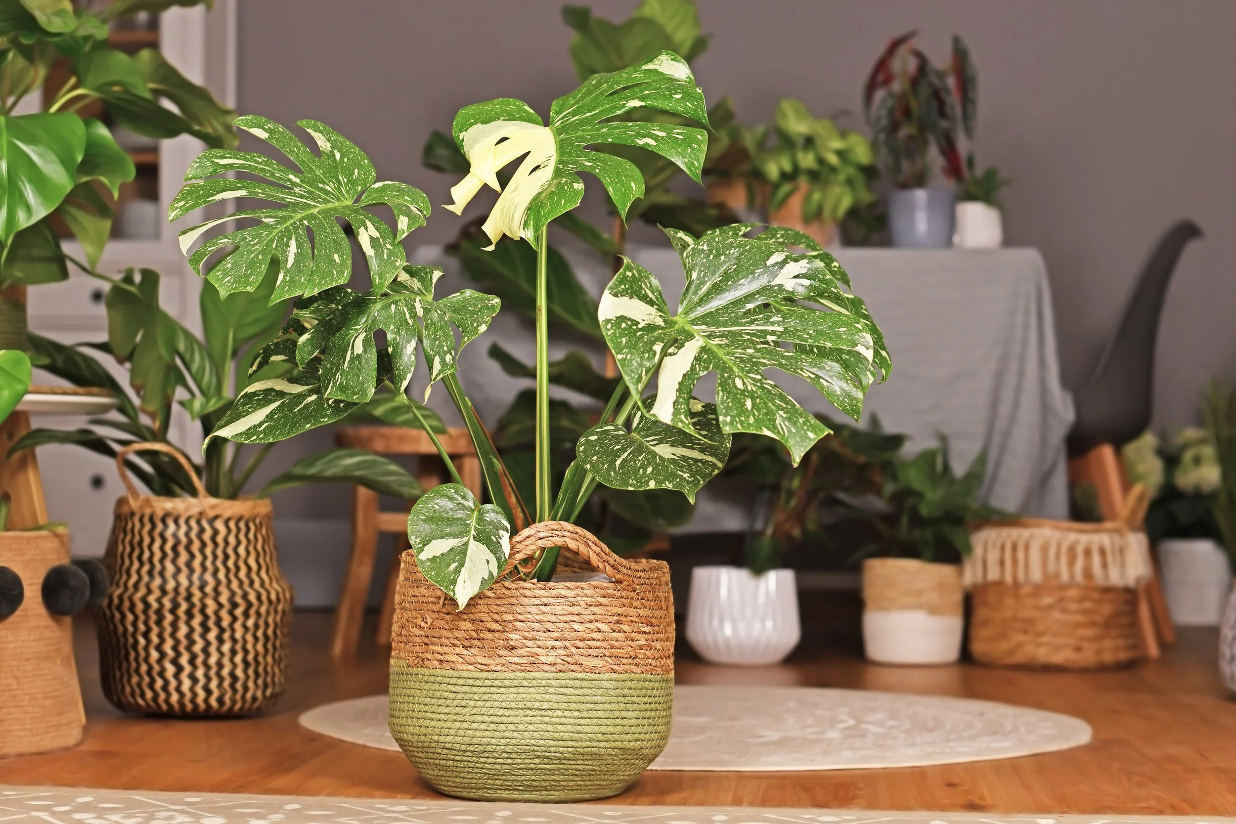 Indoor scene with a large potted variegated monstera plant on a wooden table, surrounded by other potted plants in woven and ceramic pots, with chairs and a table in the background.