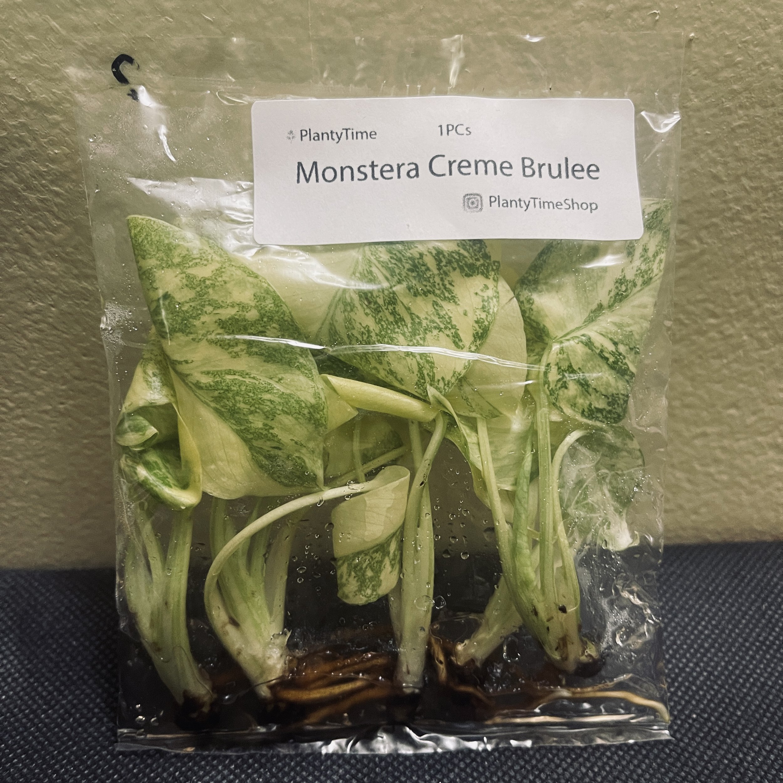 Monstera Creme Brûlée