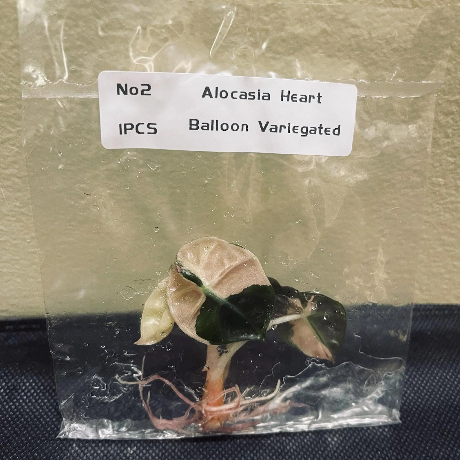 Alocasia Pink Balloon Heart