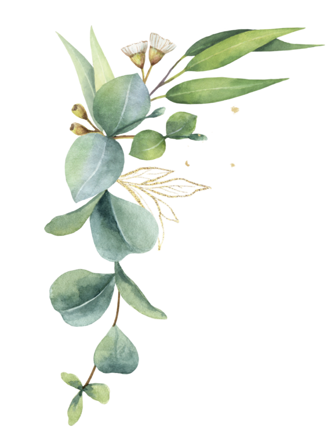 Watercolor illustration of eucalyptus leaves and small flowers.