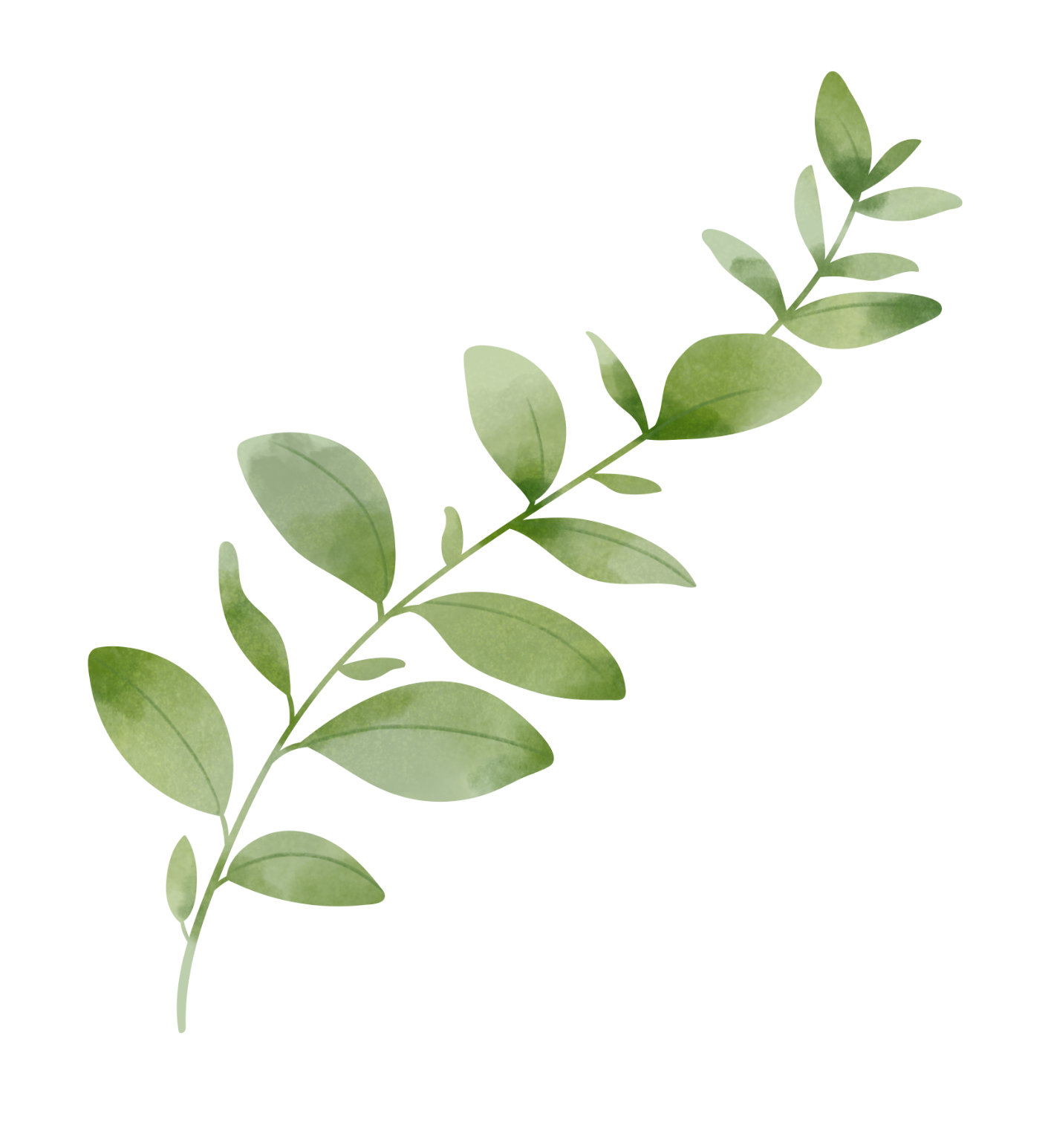 A sprig of green leaves on a light-colored stem, floating against a pure black background.