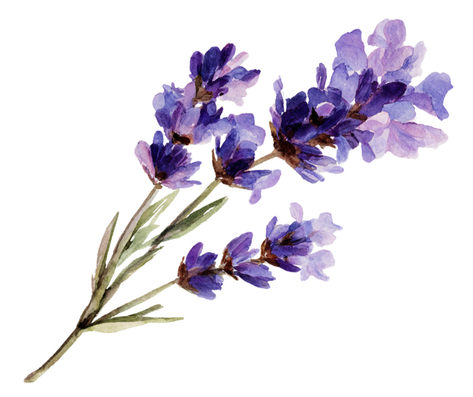 A watercolor painting of a sprig of lavender with purple flowers and green leaves.