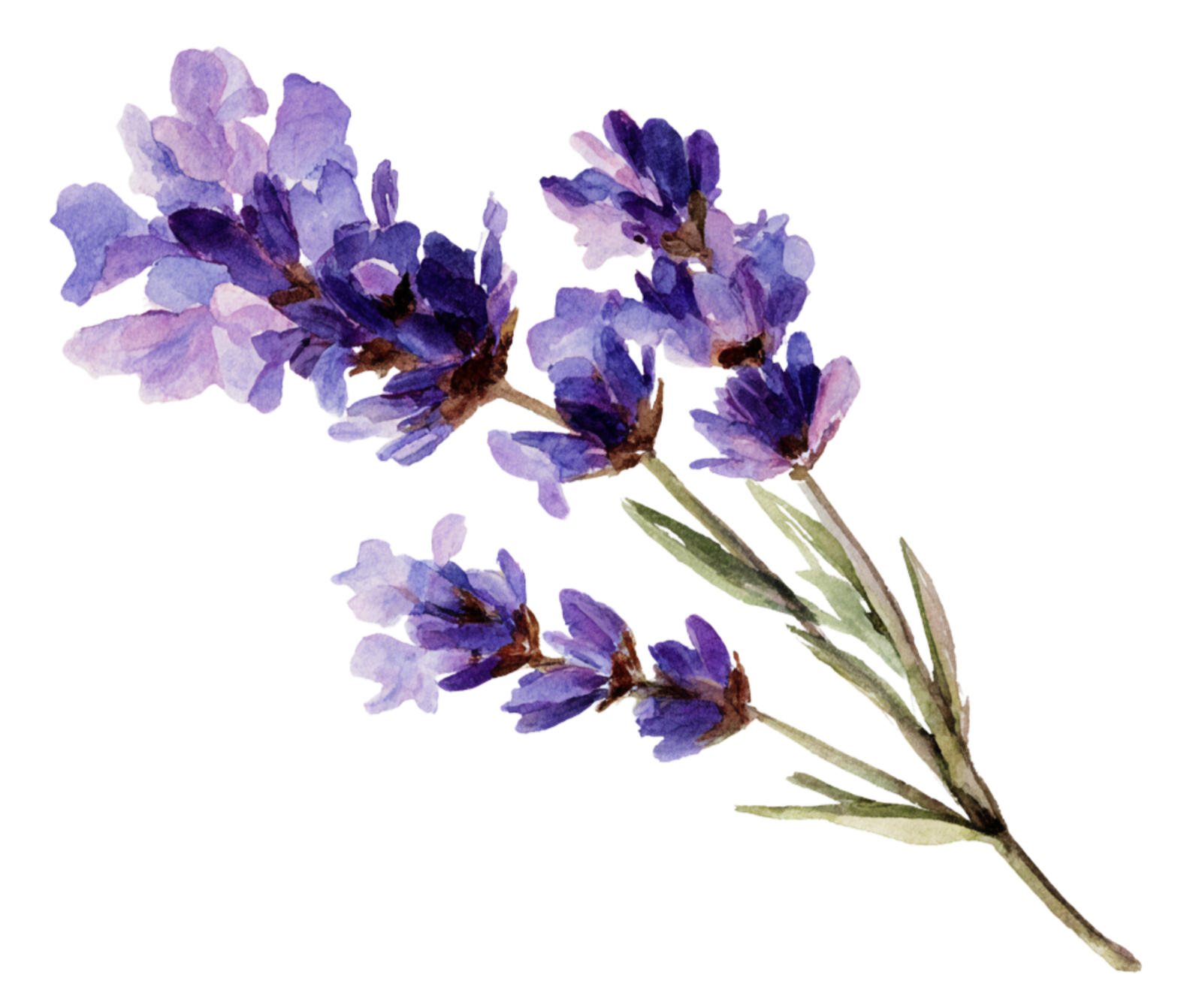 Watercolor illustration of a sprig of lavender flowers with purple blossoms and green leaves.