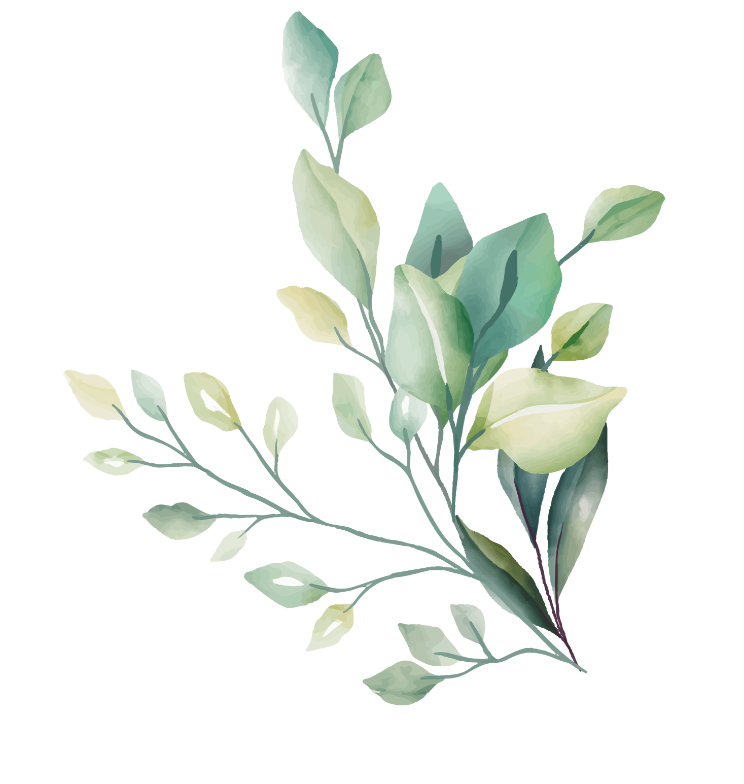A watercolor illustration of a eucalyptus branch with green and white leaves.
