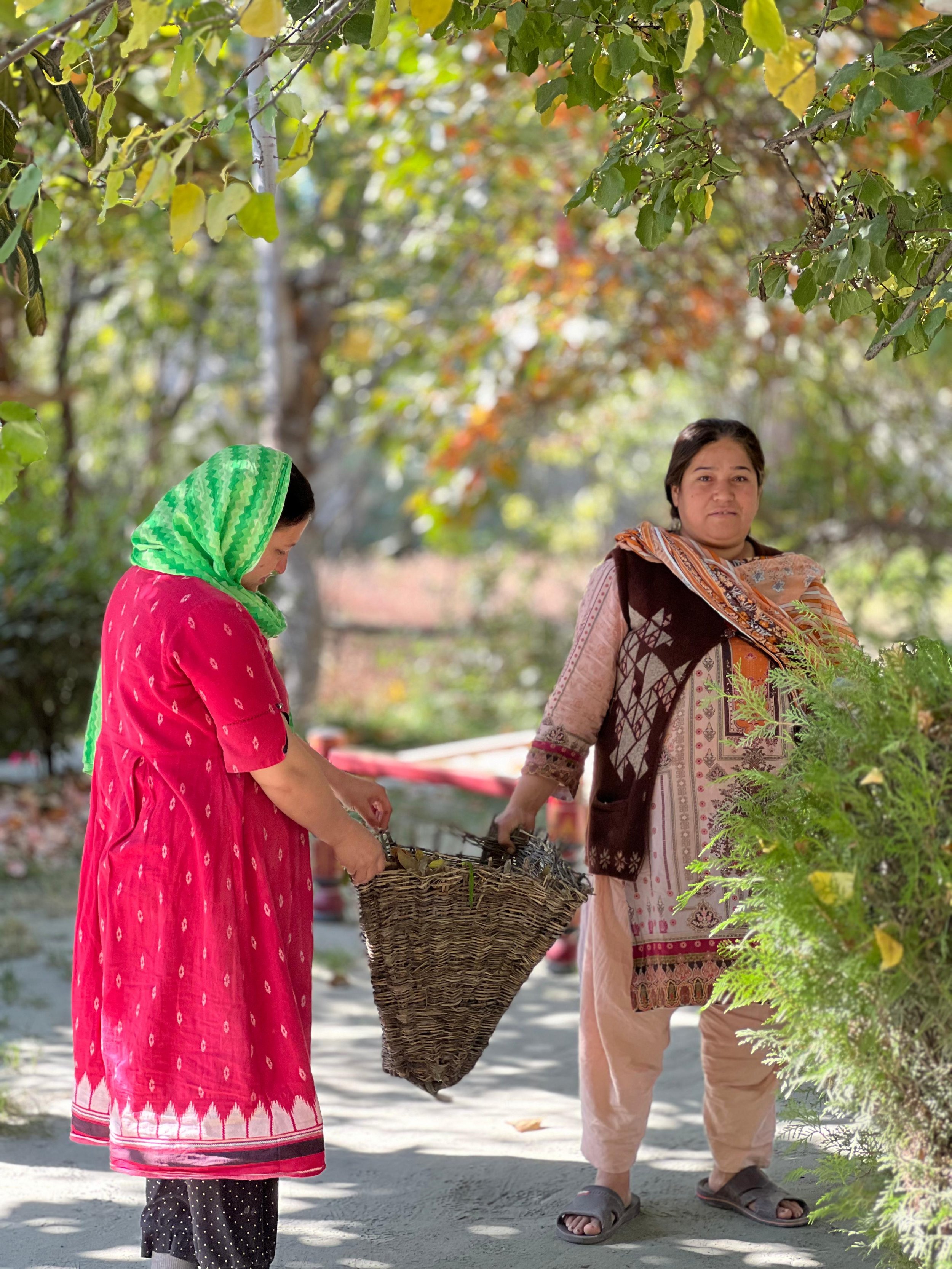 Two women gather leaves or plants outdoors under trees with green and autumn-colored leaves. One woman wears a pink dress with a green headscarf, and the other wears a patterned tunic with a scarf, holding a woven basket.