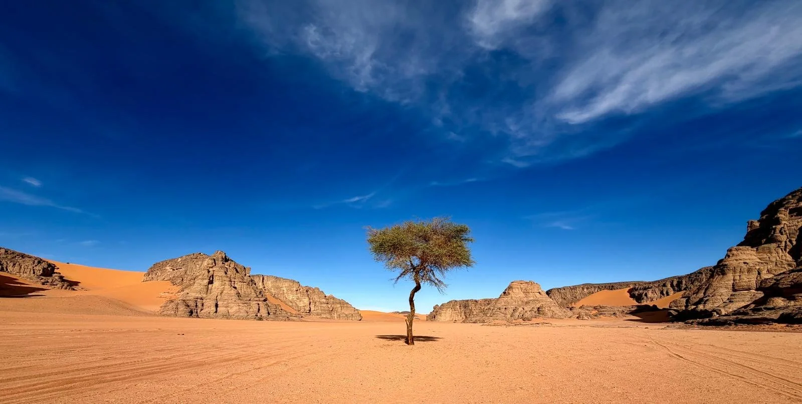 A single tree standing in a vast desert with sand dunes, rocky formations in the background, and a blue sky with some clouds. Algeria motorcycle tour. KB Global motorcyle tours. Karakoram Bikers Algeria