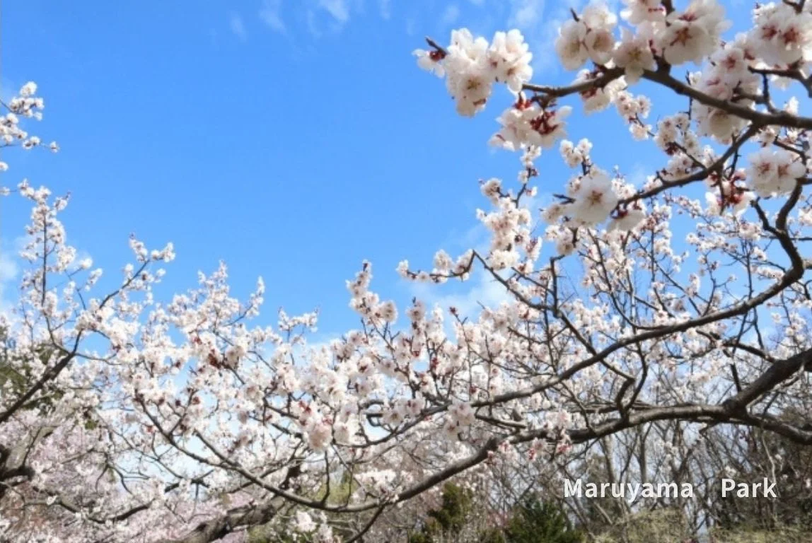 桜の花が満開の木々と青空の景色。
