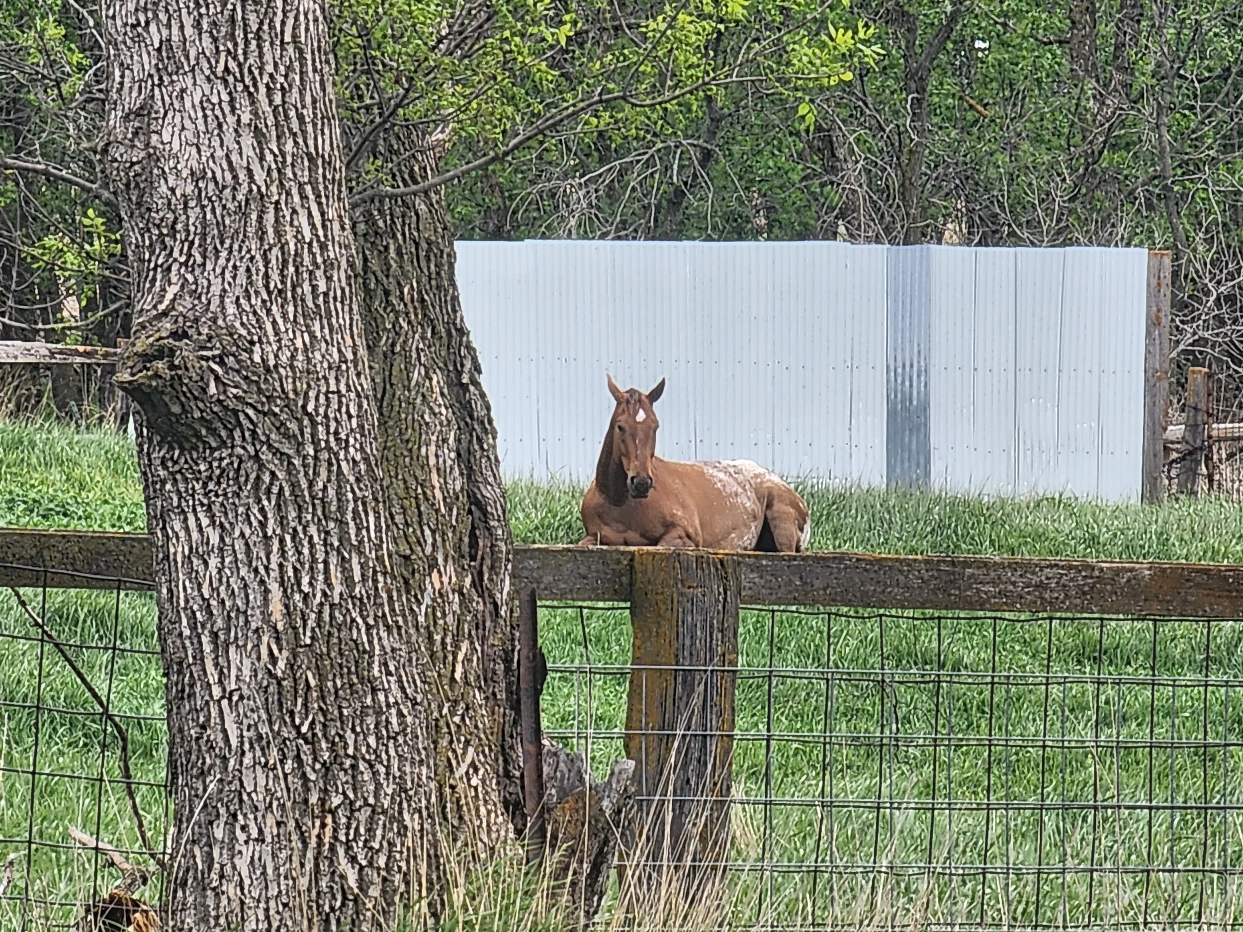 Private Equine Partnered Session (90 Minutes)
