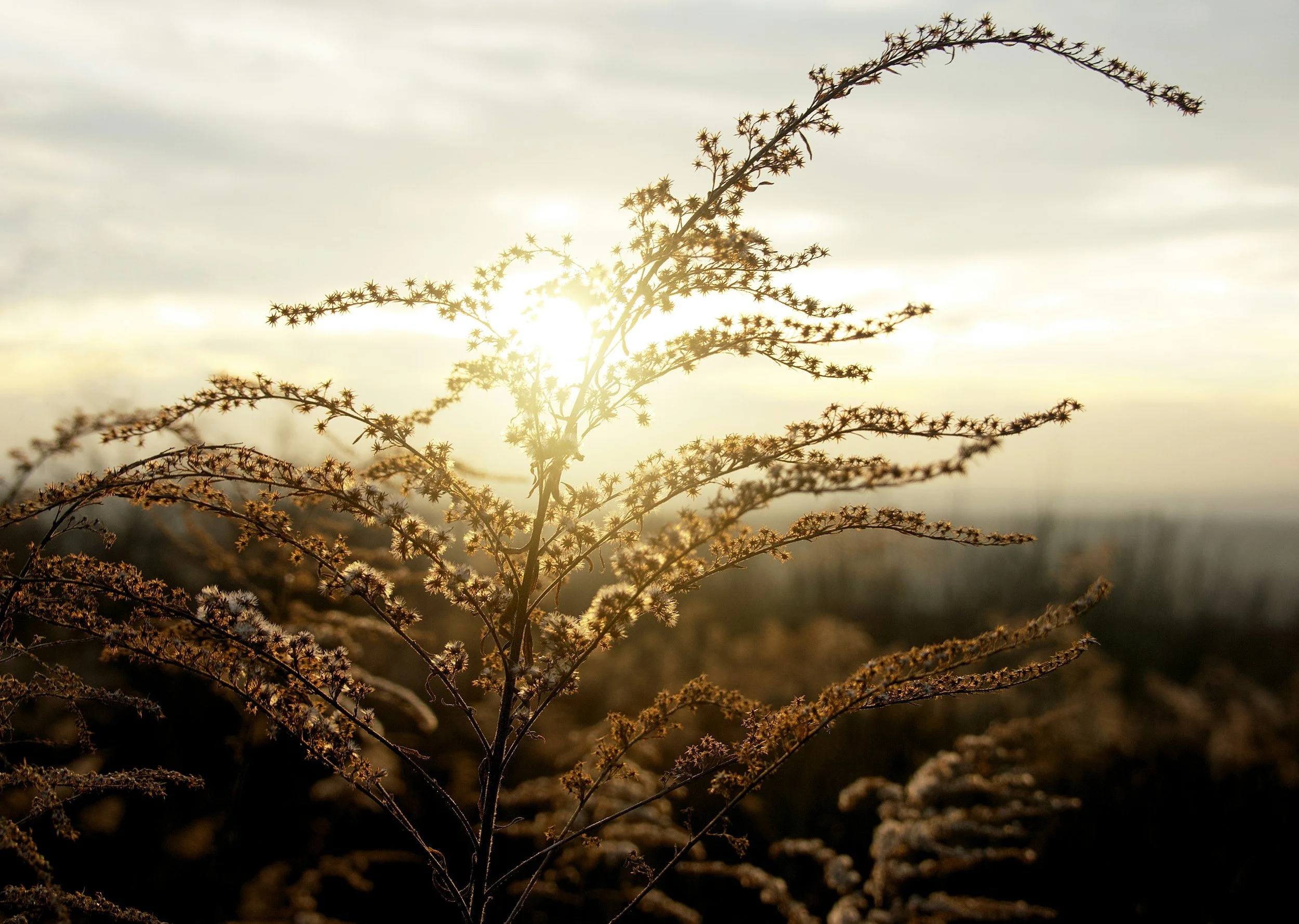 A close-up of a dried plant with small star-shaped seed pods, backlit by the bright sun during sunrise or sunset, with a blurred background of sky and landscape.