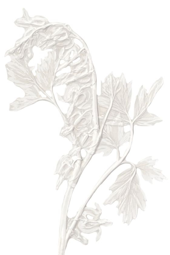 Detail of a botanical cast by Katy Eccles of Imprint Casts