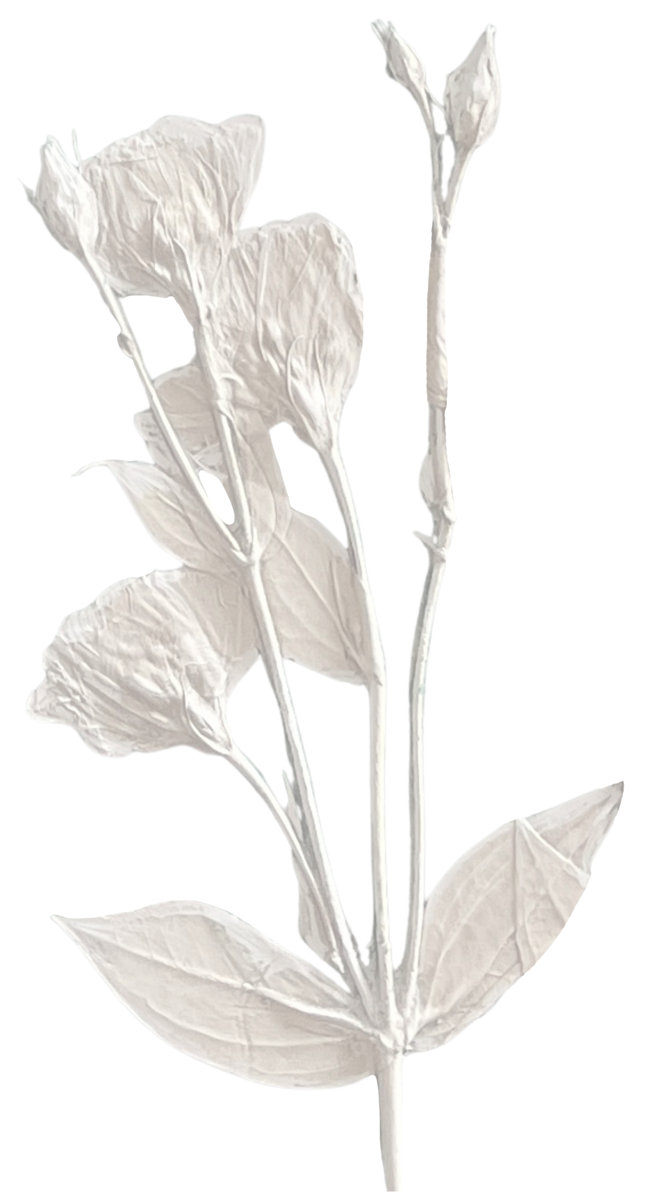 Detail of a botanical cast by Katy Eccles of Imprint Casts