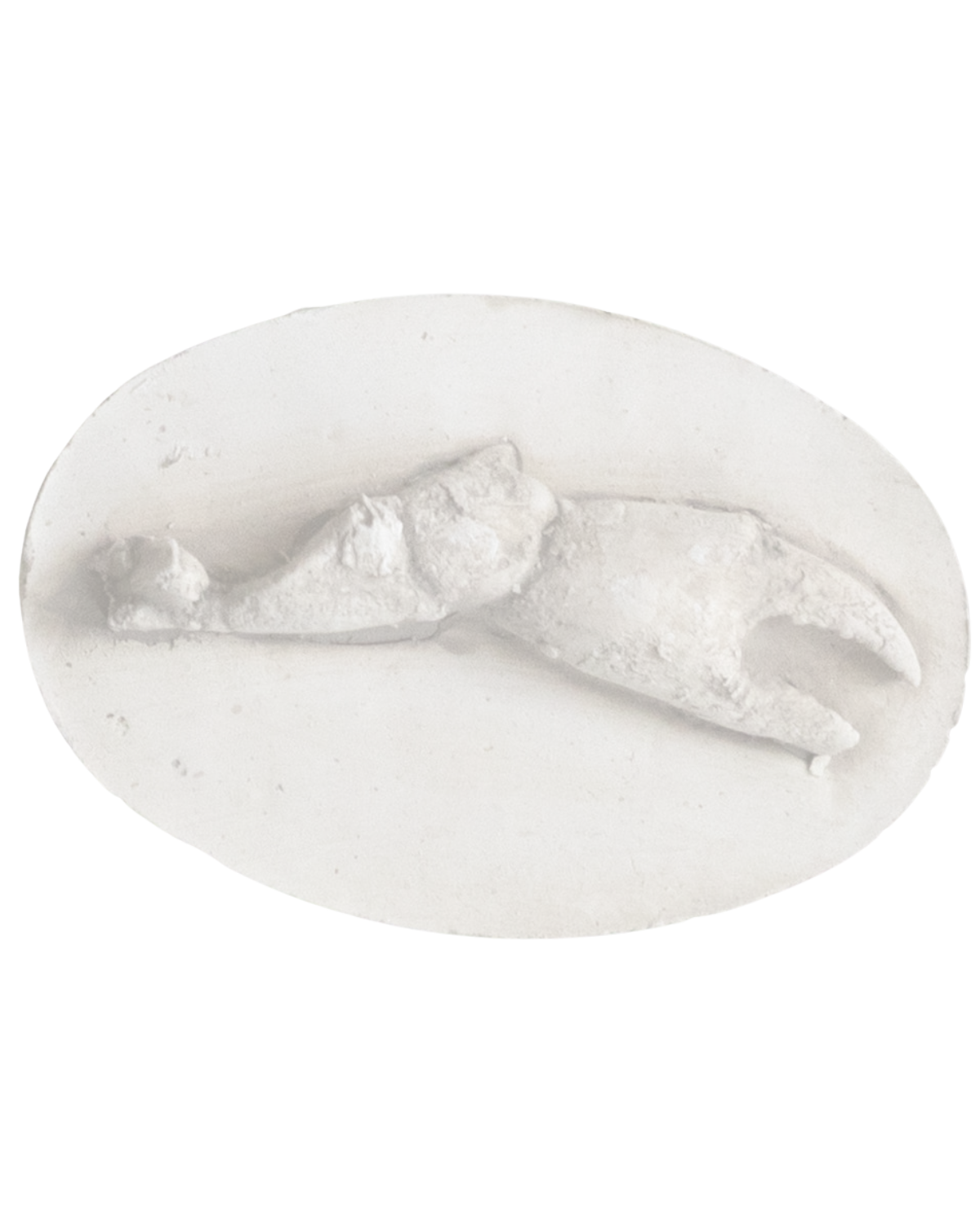 Intaglio plaster cast from Katy's Botanical Grand Tour