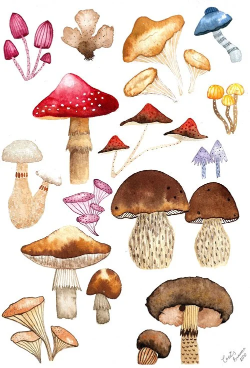 Mushrooms - Watercolour artwork by Cris Pliego