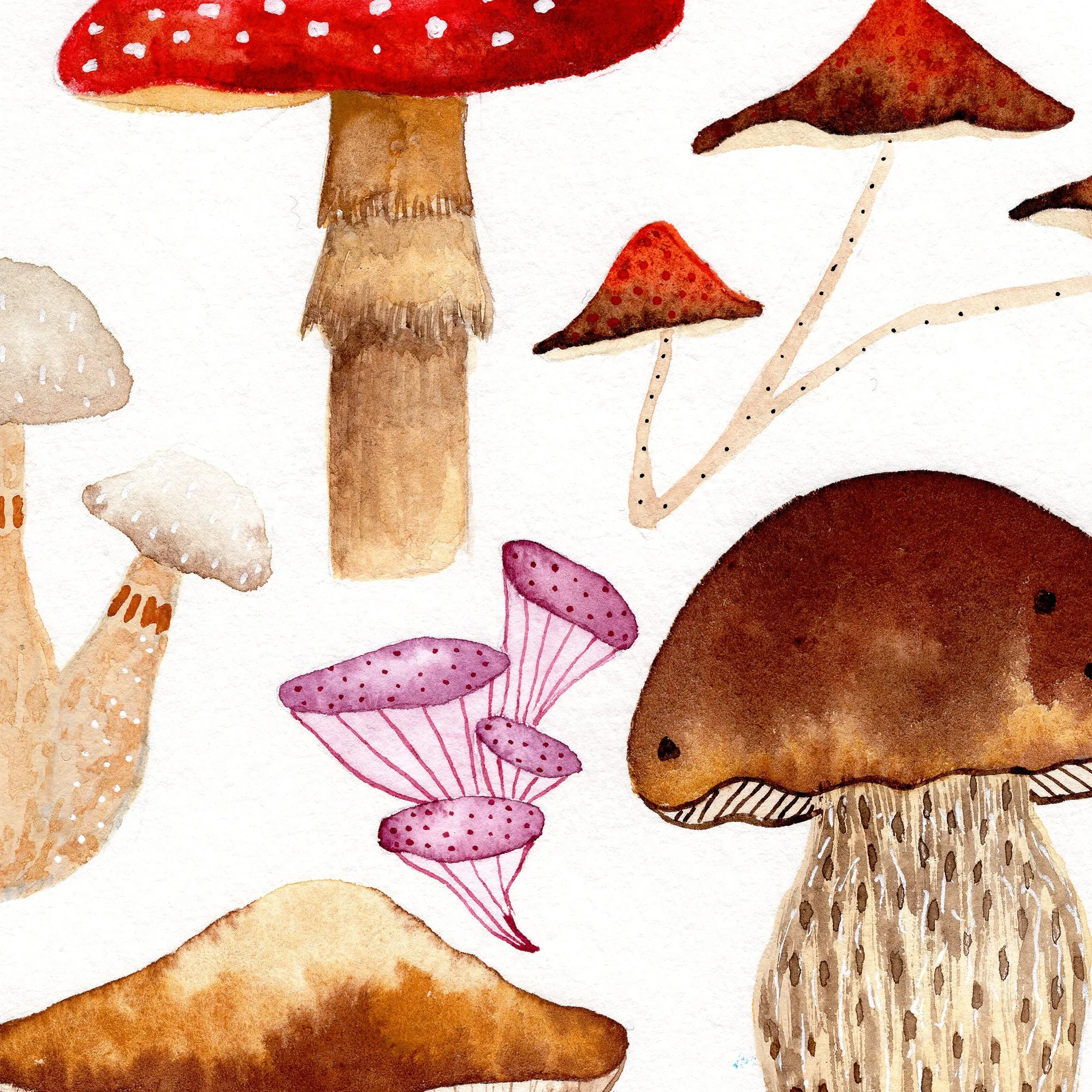 Mushrooms-Close-up.jpg