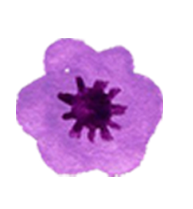 Close-up of a purple flower with five petals