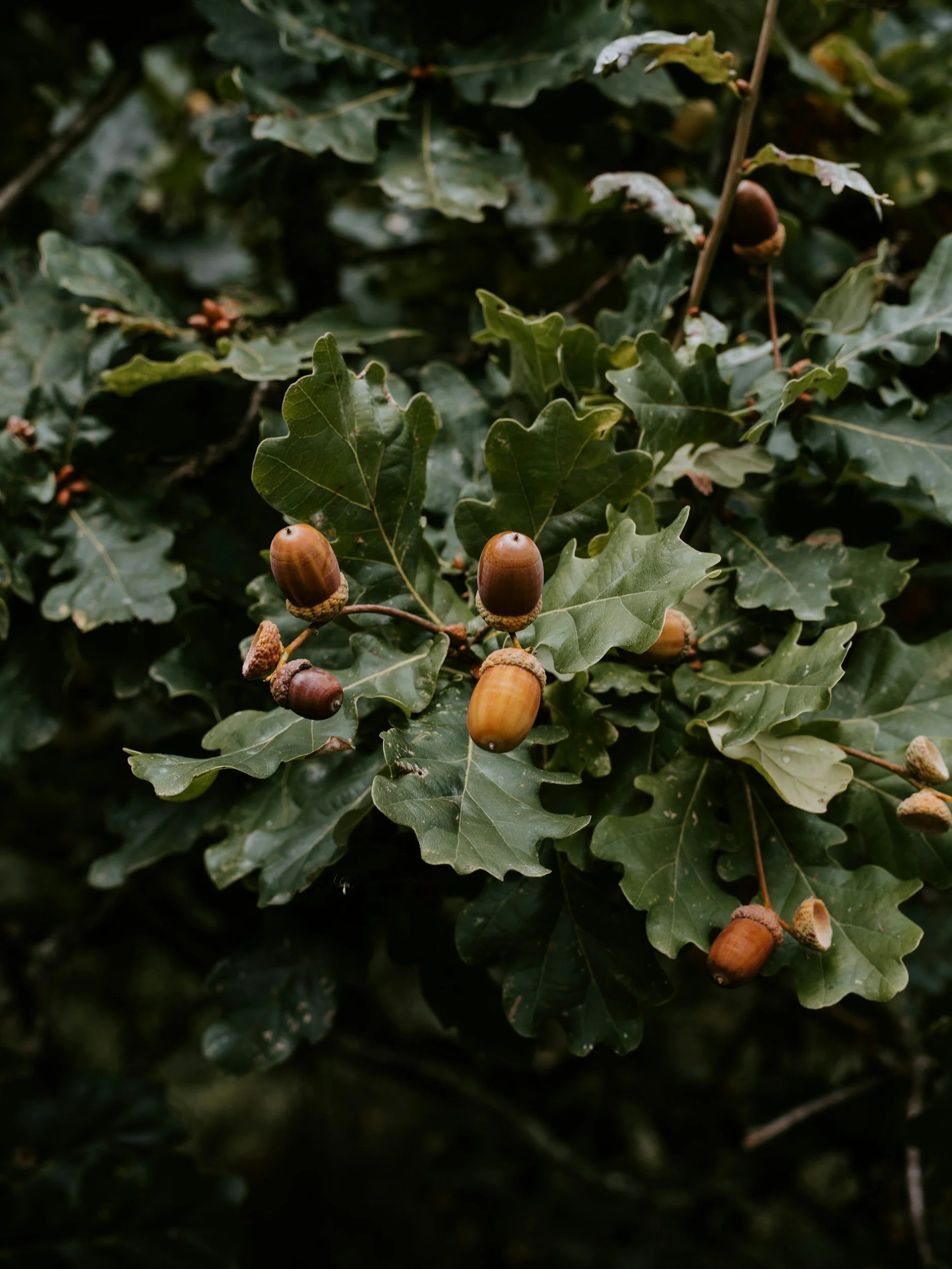 Close-up of oak tree branches with green lobed leaves and brown acorns.