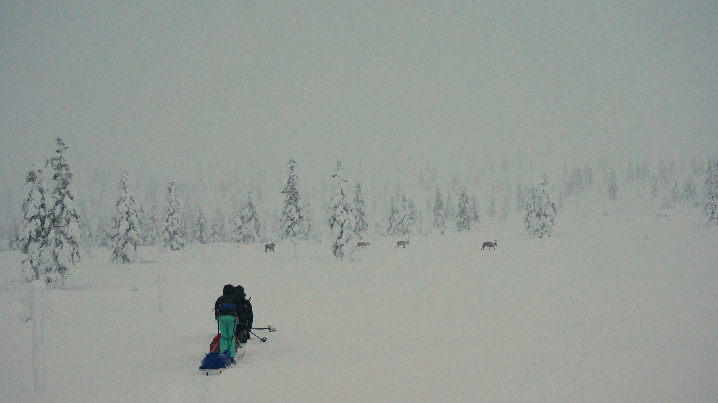 Pulka Expeditie in Fins Lapland