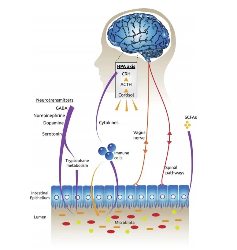 Schematische weergave van de darm-hersen-as.