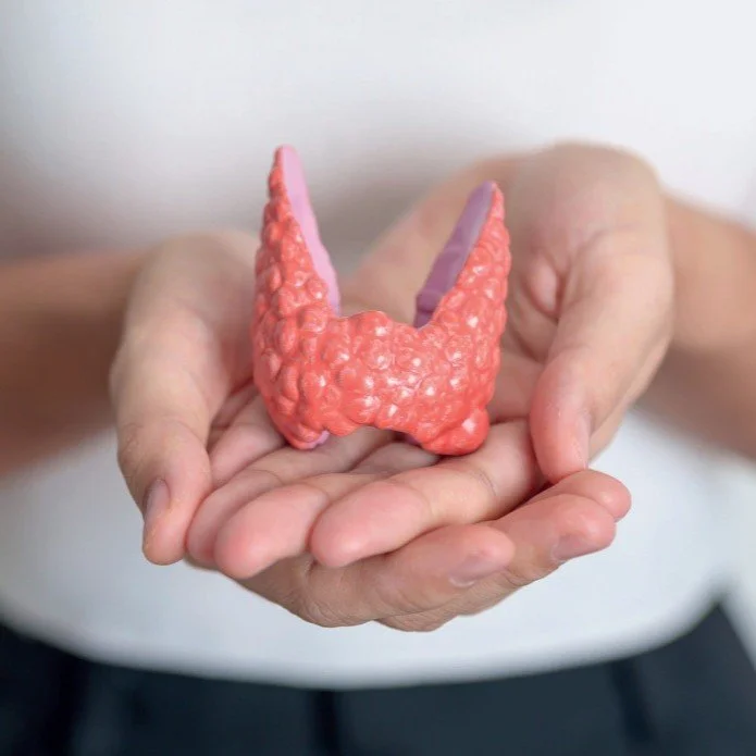 Model van een schildklier vastgehouden in twee handen.