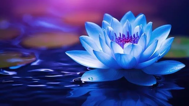 A blue and purple lotus flower floating on water with a colorful, blurred background.