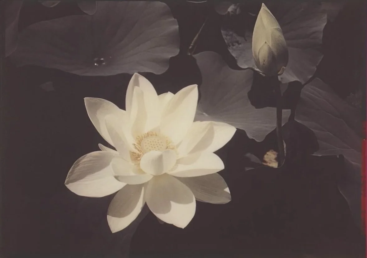 EDWARD STEICHEN, WHITE LOTUS