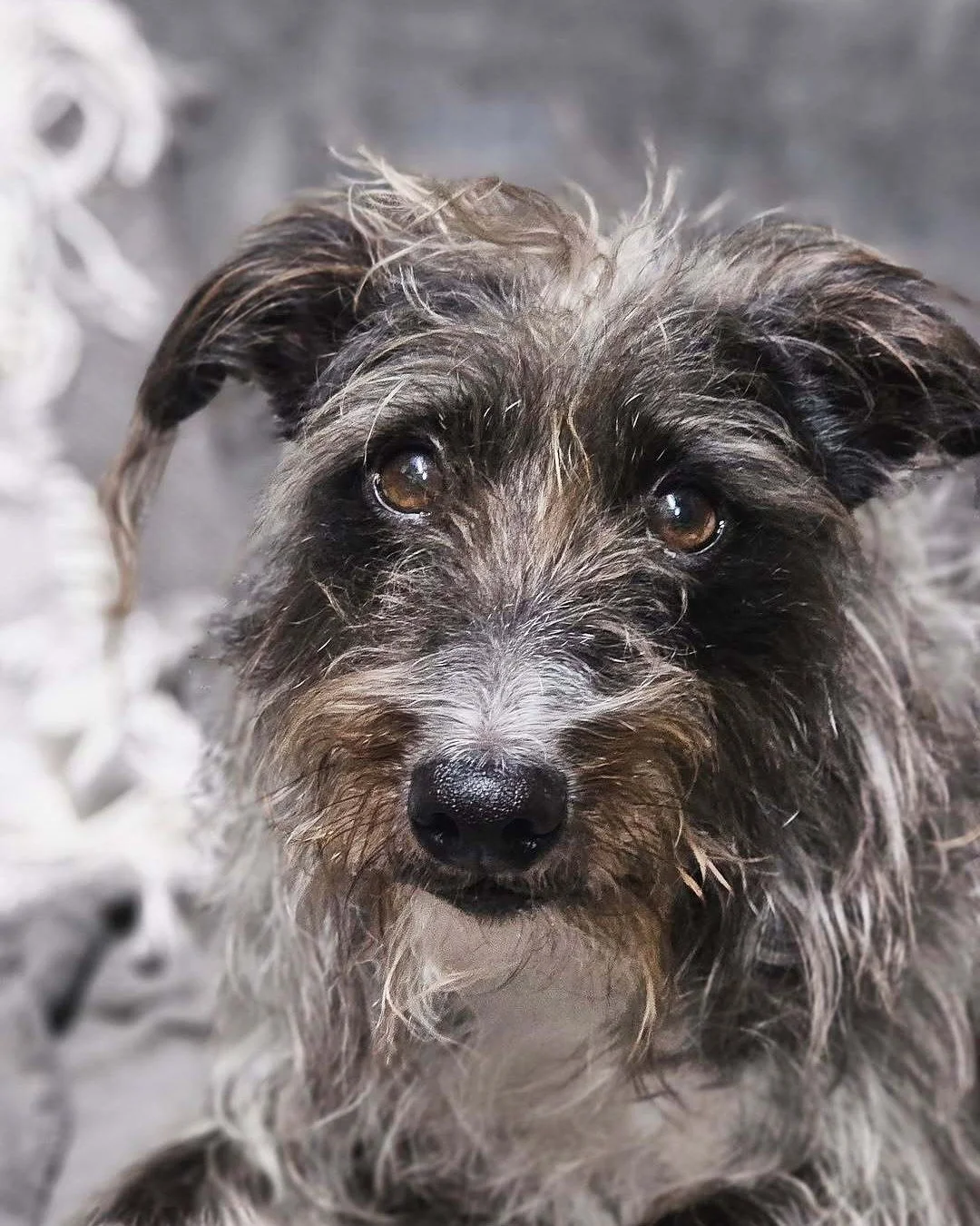 DOGS WELCOME AT THE COVEN 🐾🖤

Good news for our four-legged friends... Coven Hair Studio is a dog friendly salon! 

Bring your pup along to your appointment and let them enjoy the good vibes while you get a fresh look.

Because great hair and good 