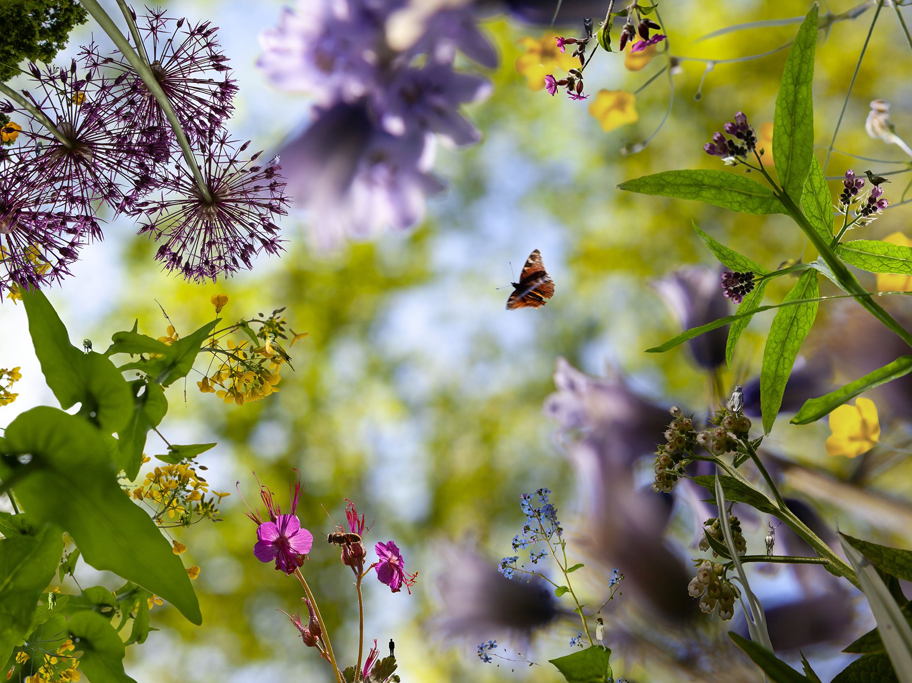 hendelser i en blomstereng kopi.jpg