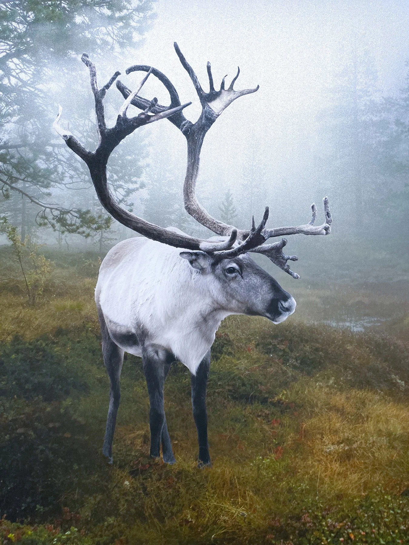 seremonirom-2 kopi.jpg