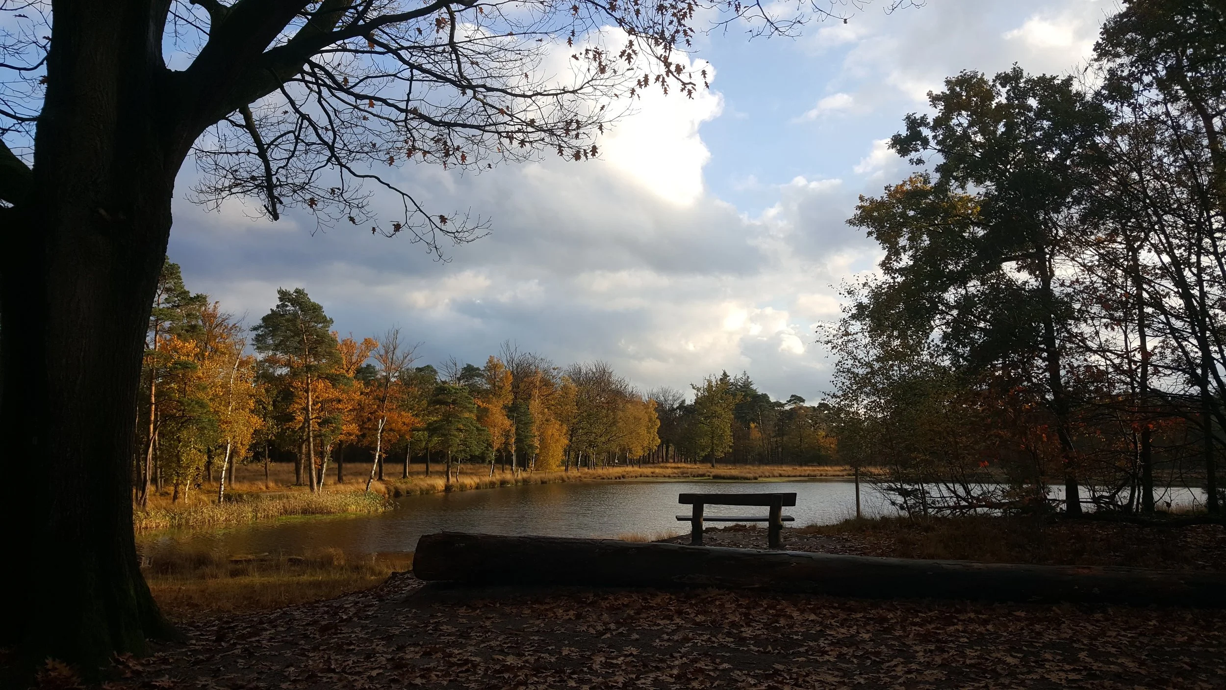 Bankje bij het meer de Kogelvanger in het Mastbos in Breda, omgeven door bomen met herfstbladeren.