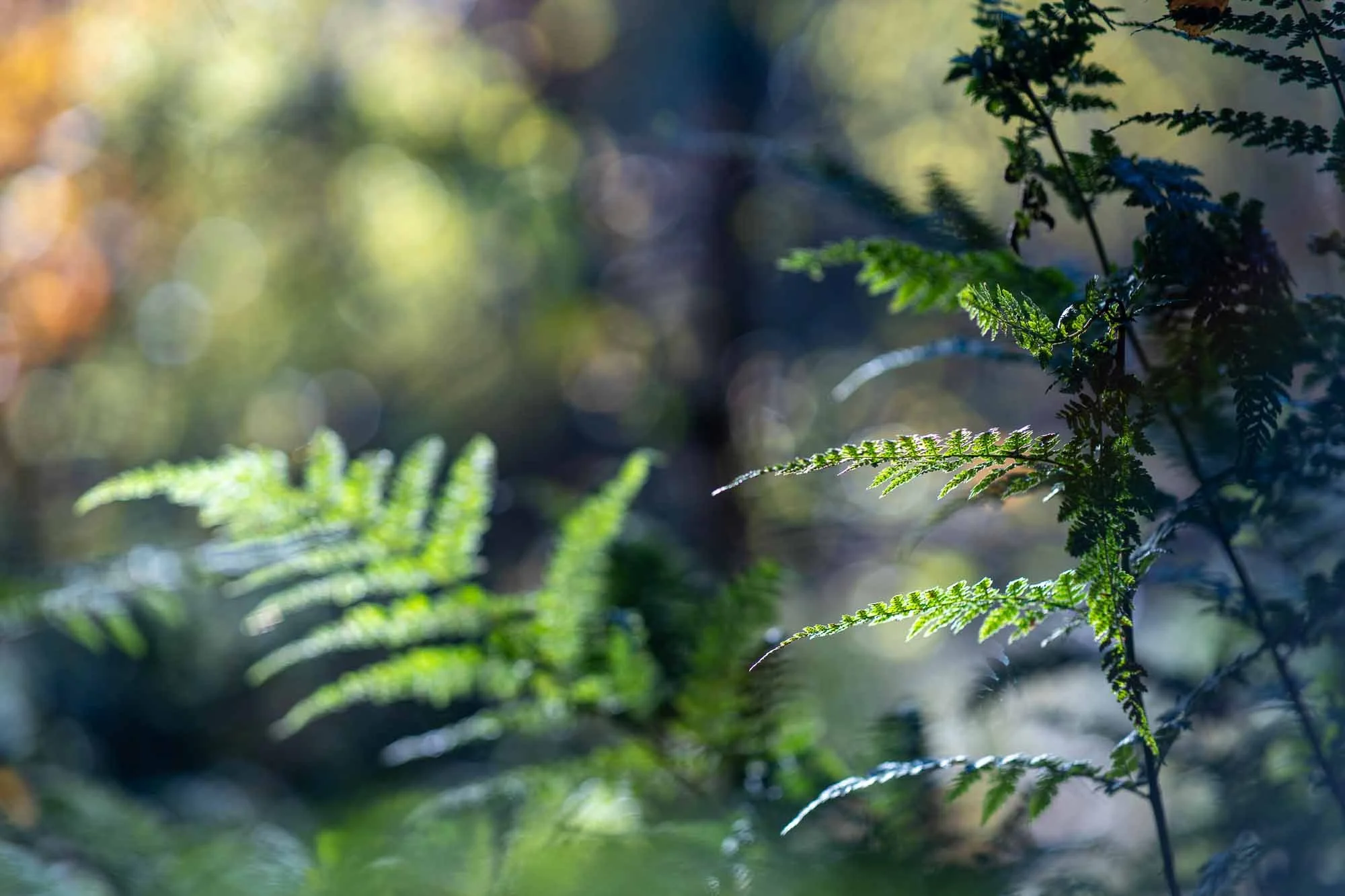 Groene varens in een bos met lichte achtergrond en zachte focus.