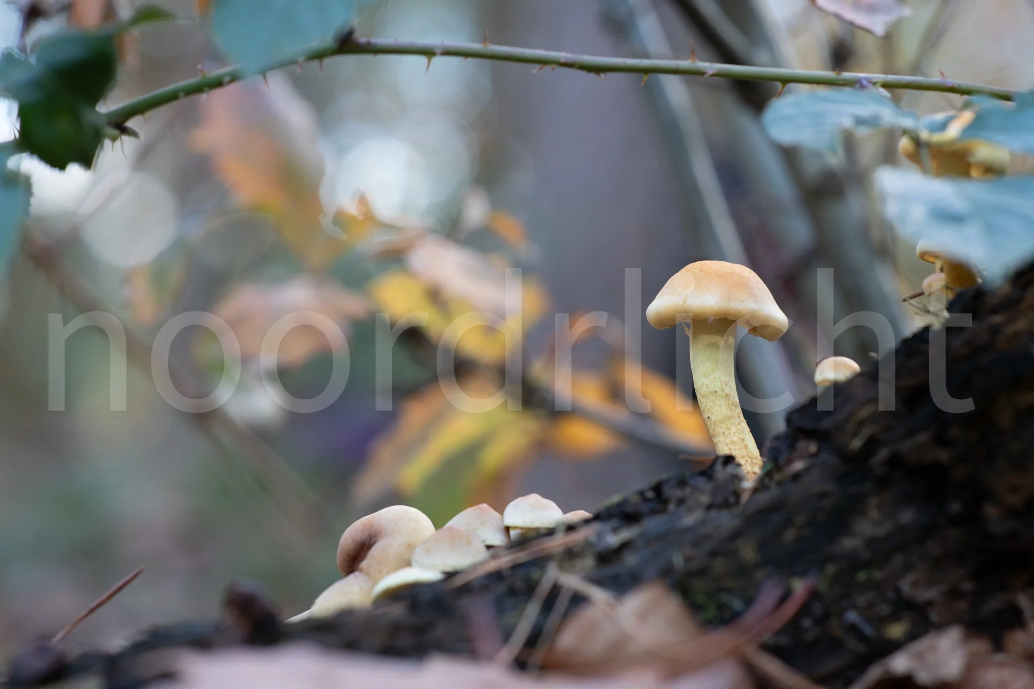 Een groepje paddestoelen groeit op een boomstronk in een bos, omgeven door bladeren en takken.
