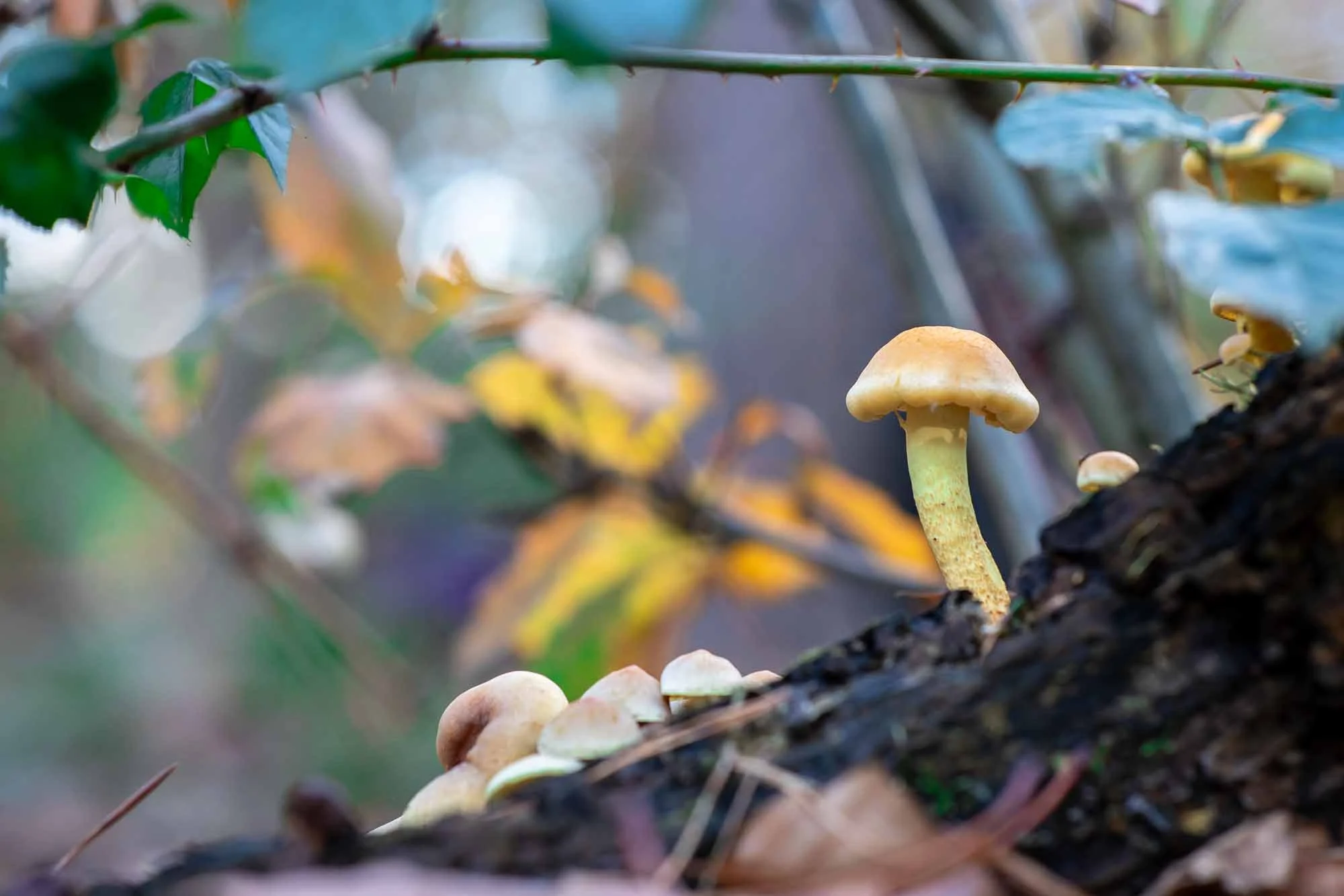 Bose paddenstoelen groeiend op een rottend stuk hout in een bos, omringd door bladeren.
