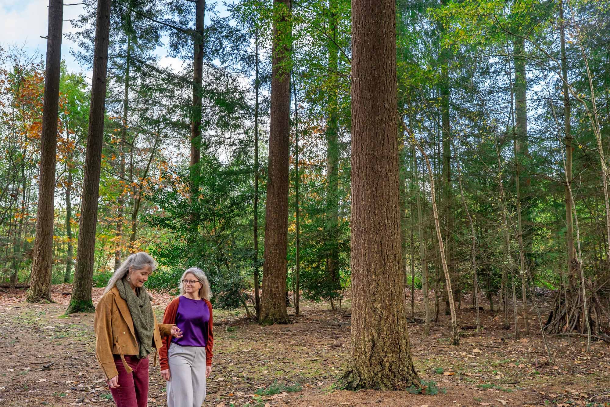 Individuele coaching in het bos met Marieke natuurcoach, voor innerlijke rust