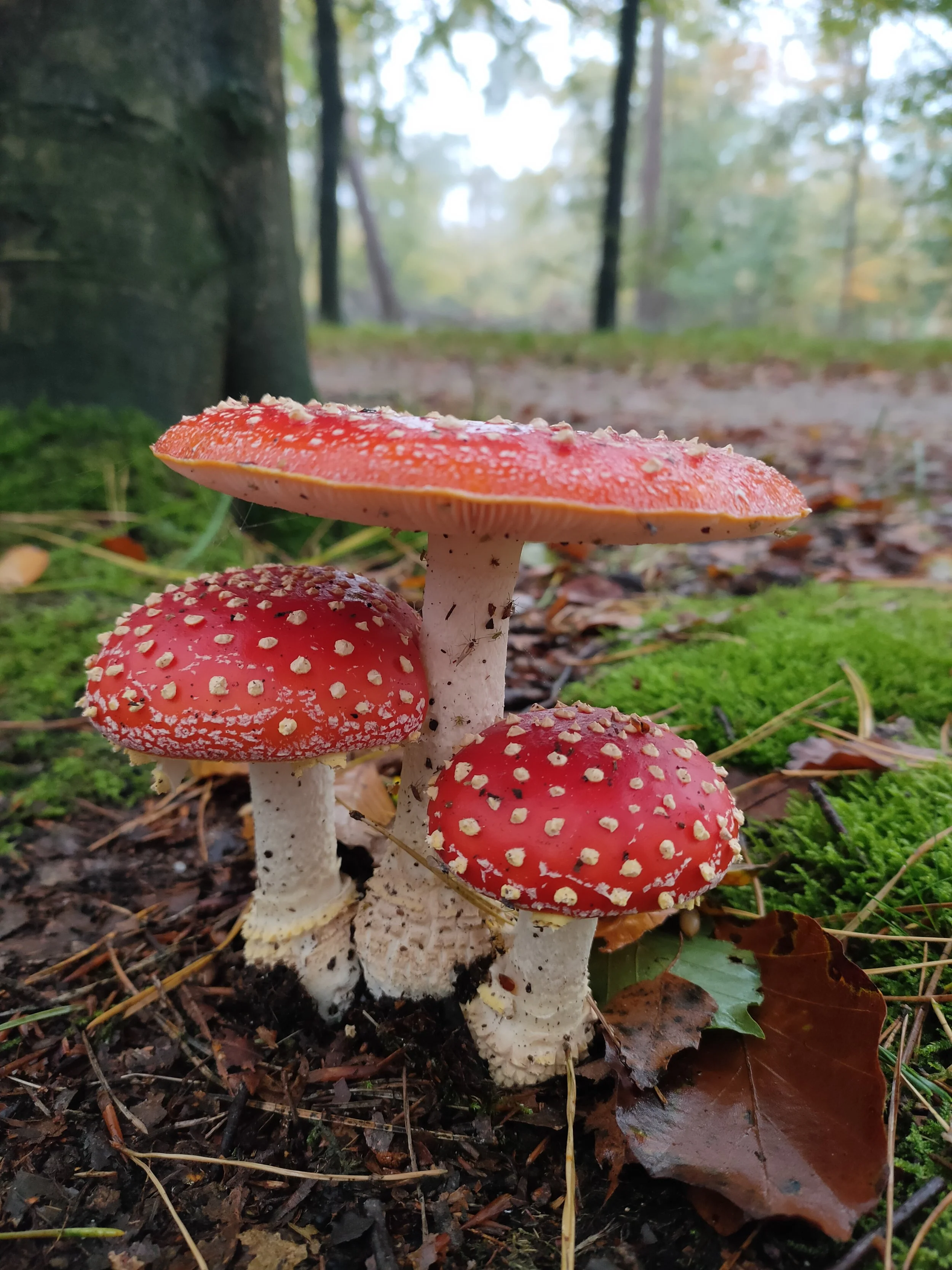 Drie vliegenzwammen met rode hoeden en witte stippen in een bos, op een bedje van mos en bladeren.