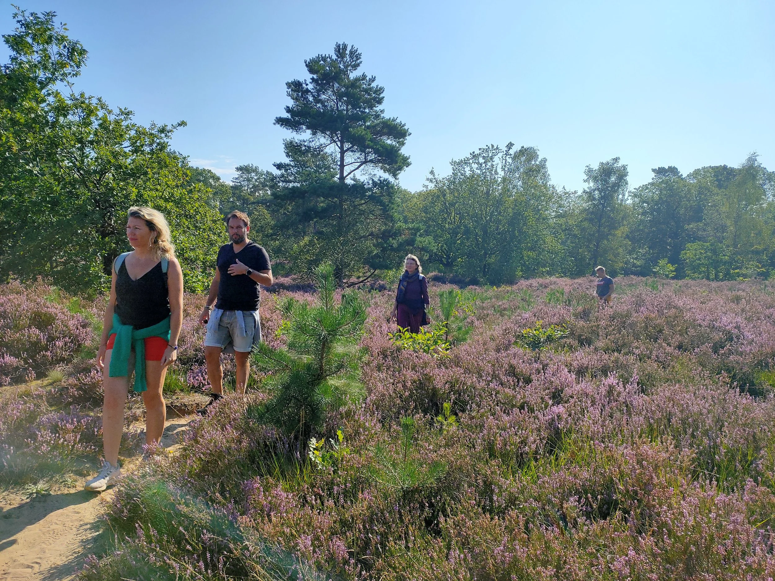 Vijf mensen wandelen over galderse heide Mastbos Breda met paarse bloesems, omringd door groene bomen onder een heldere blauwe lucht.