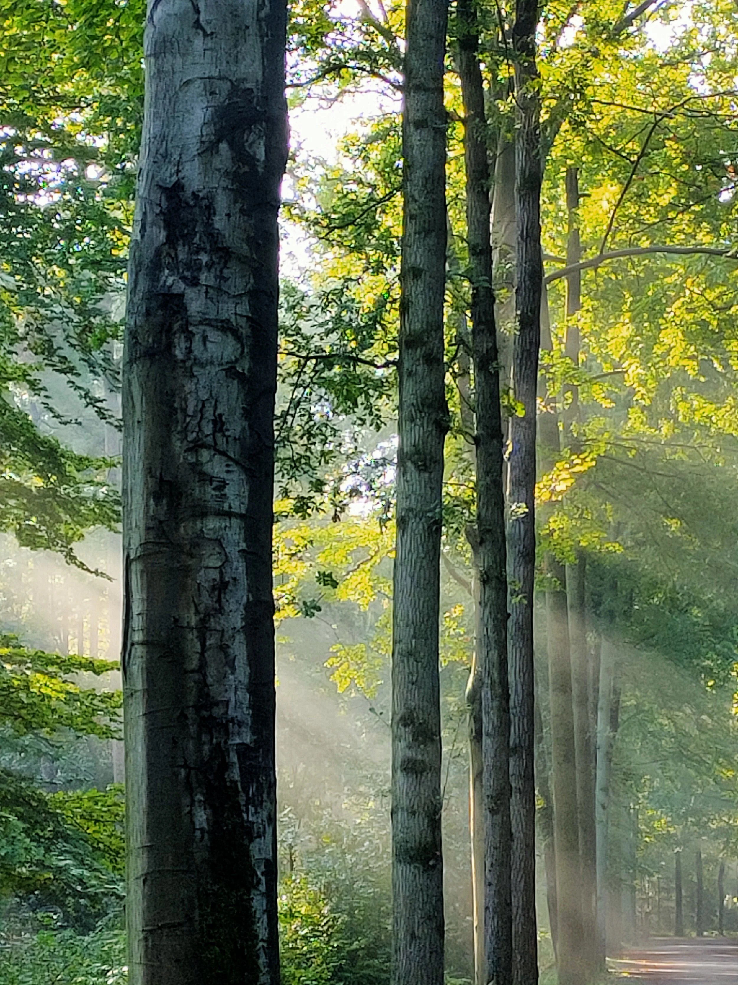 Bos met hoge bomen met groene bladeren en zonlicht dat door de takken schijnt.