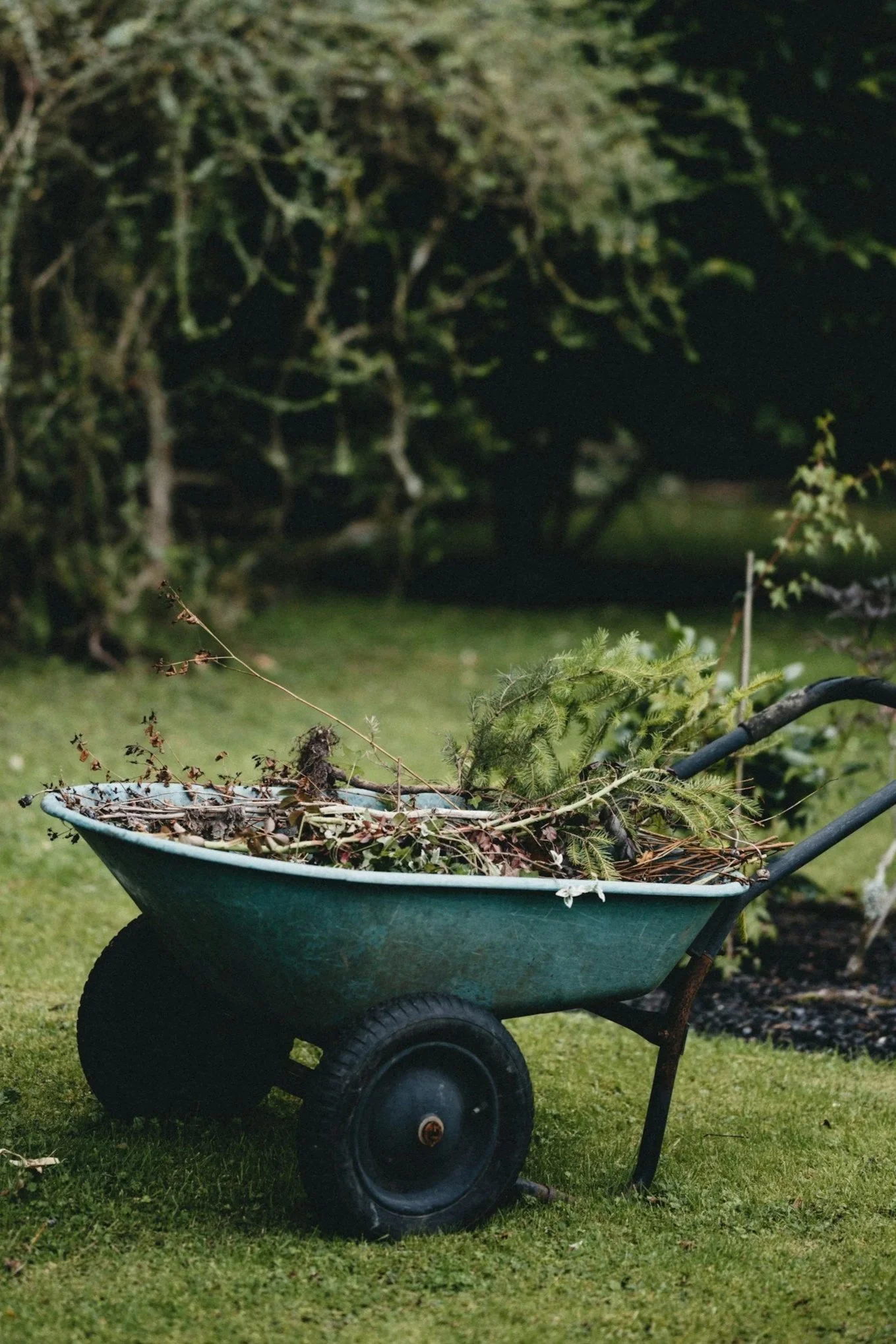 Entretien d'extérieur avec une brouette bleue remplie de branches et de végétation, située dans un jardin avec des arbres en arrière-plan.